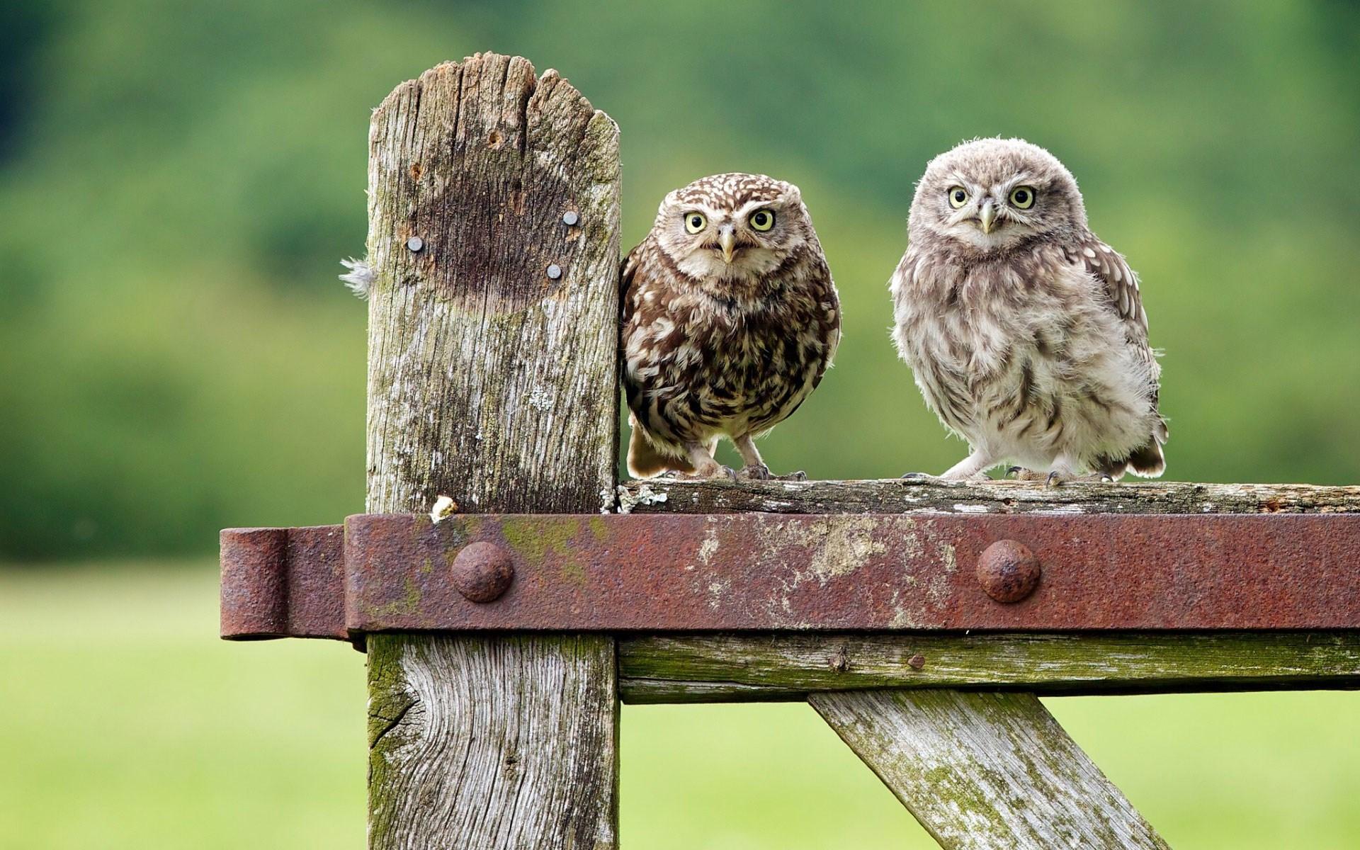 Birds On A Fence Wallpapers - Wallpaper Cave