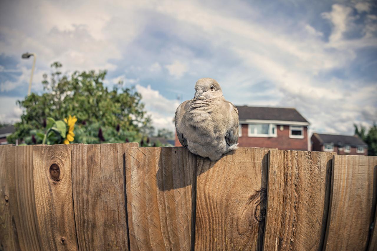 Wallpaper Birds Pigeons Fence Animals