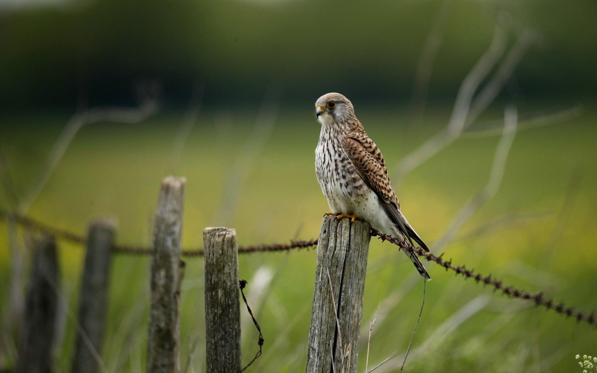 Birds On A Fence Wallpapers - Wallpaper Cave