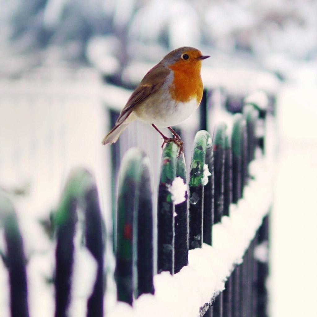 Snow Fence Bird Winter iPad Wallpaper Download. iPhone Wallpaper