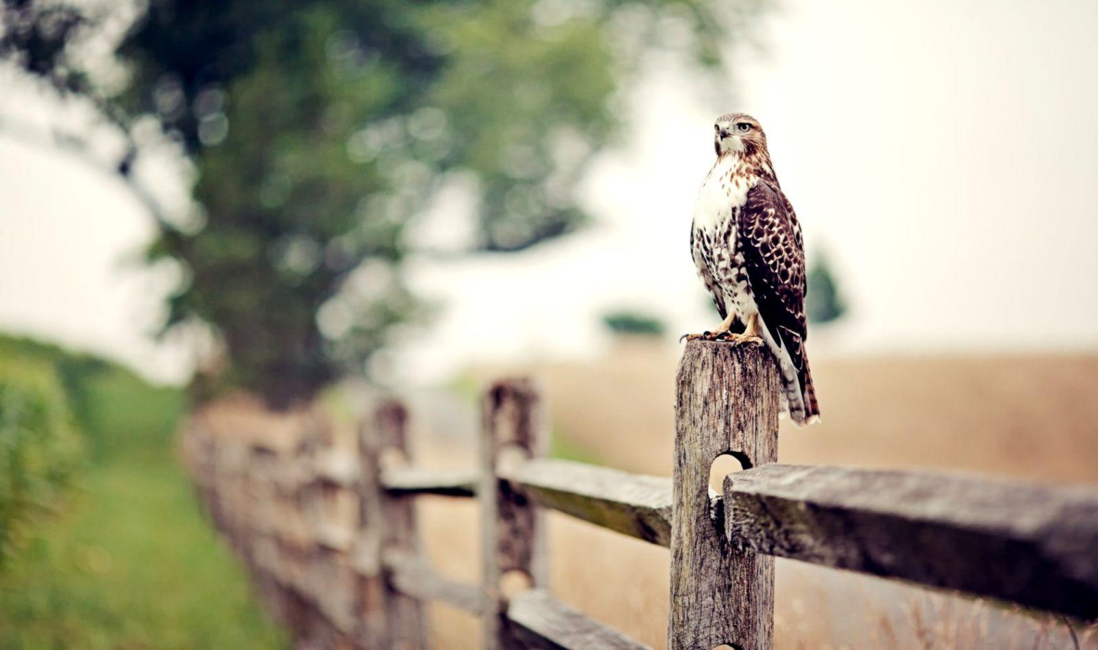 Birds On A Fence Wallpapers - Wallpaper Cave