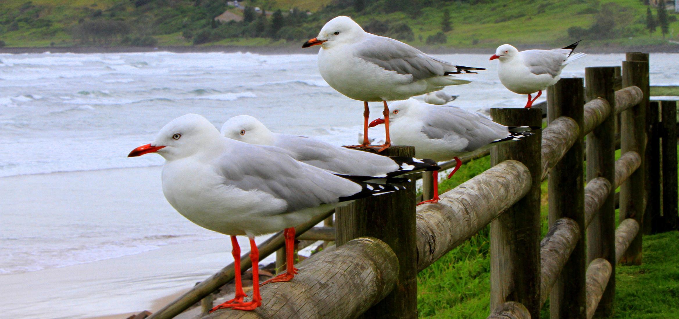 Wallpaper Gull Birds Fence Animals 2336x1100