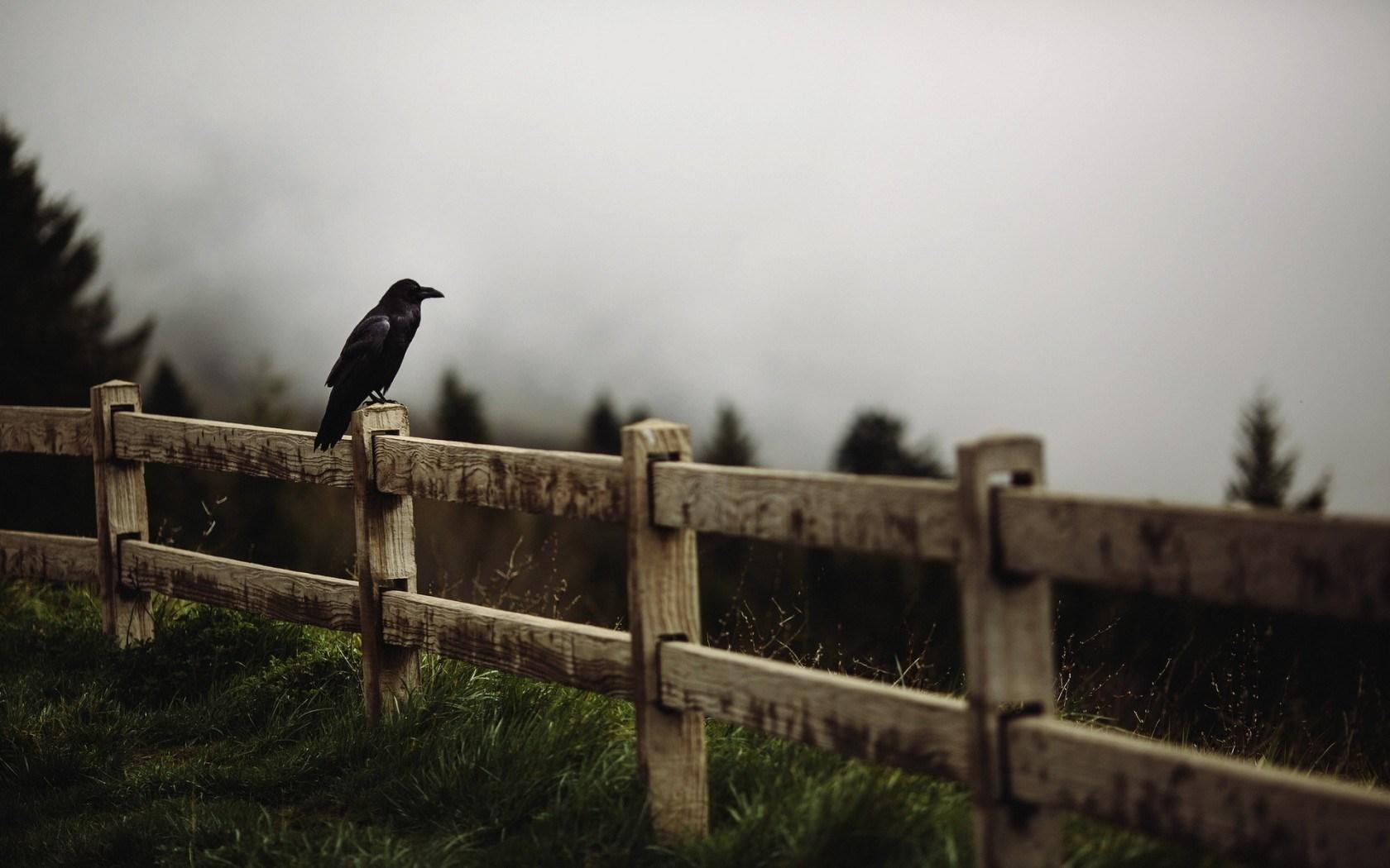 Raven Bird Fence wallpaperx1050