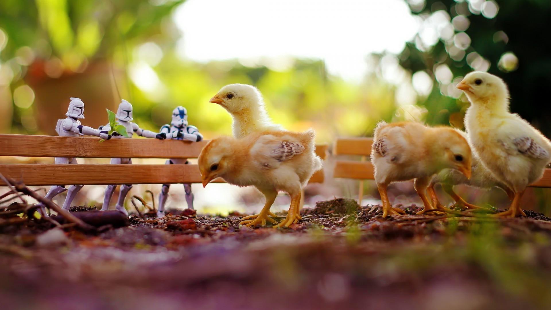 chickens birds stormtrooper fence toys bokeh Wallpaper HD / Desktop