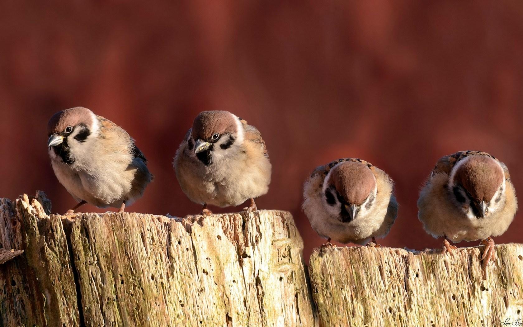 Birds On A Fence Wallpapers - Wallpaper Cave