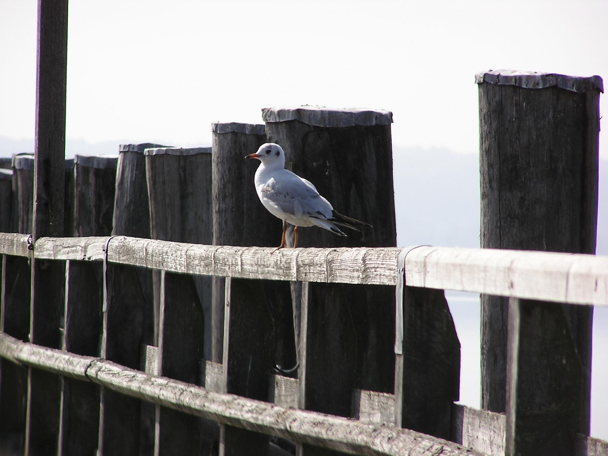 Bird on Fence wallpaper 2018 in Birds