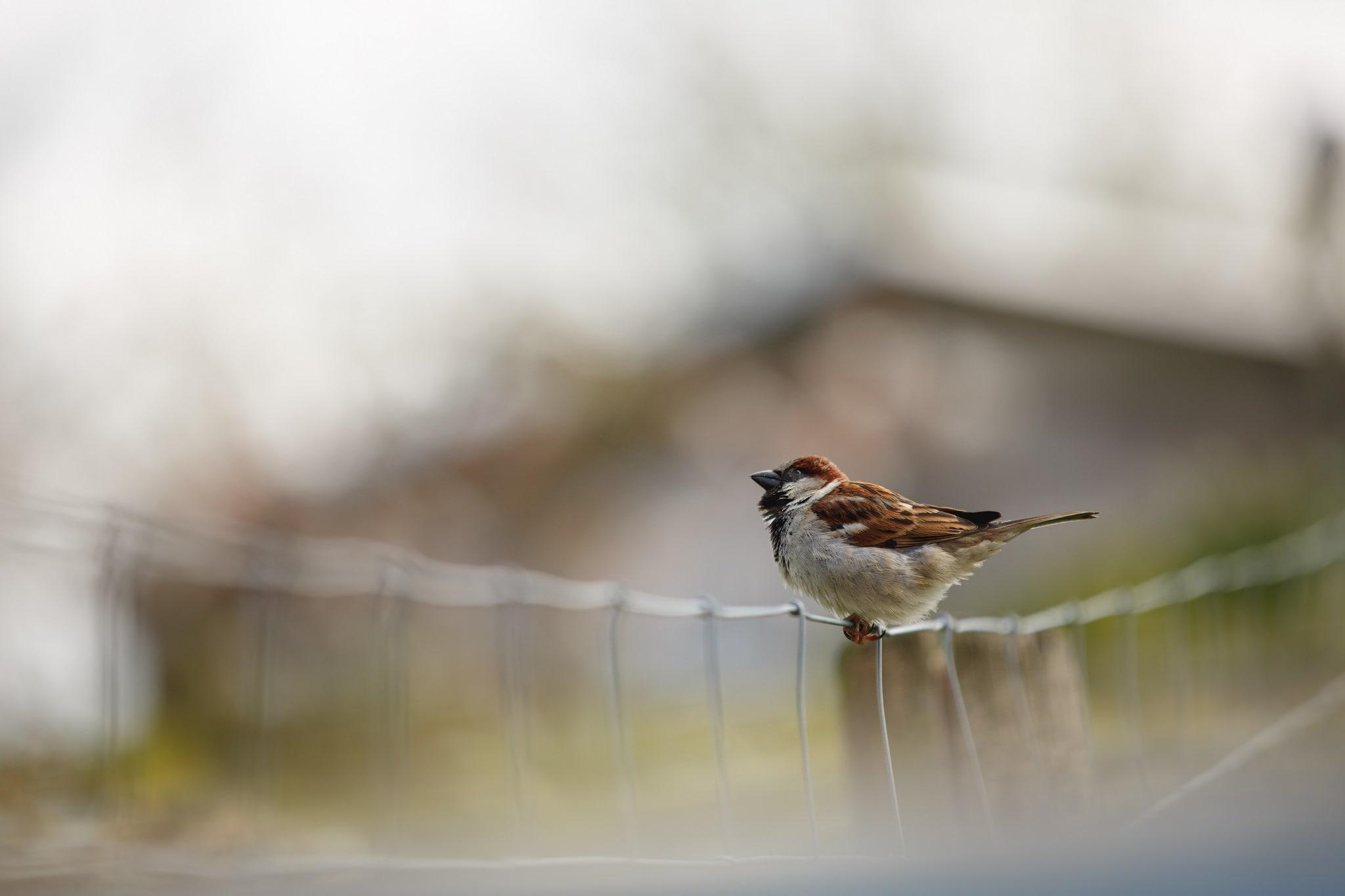 Birds On A Fence Wallpapers - Wallpaper Cave