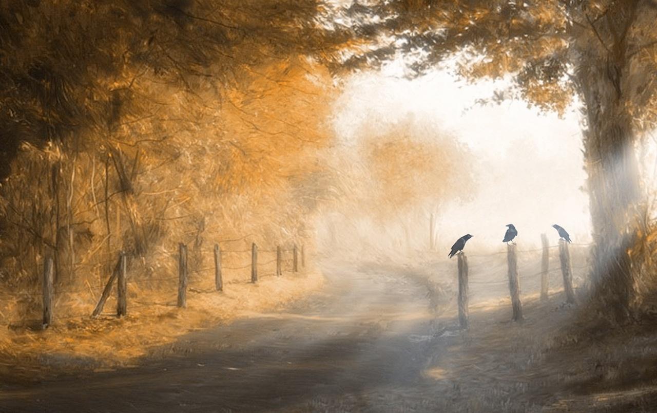Thicket Forest Way Fence Birds wallpaper. Thicket Forest Way Fence