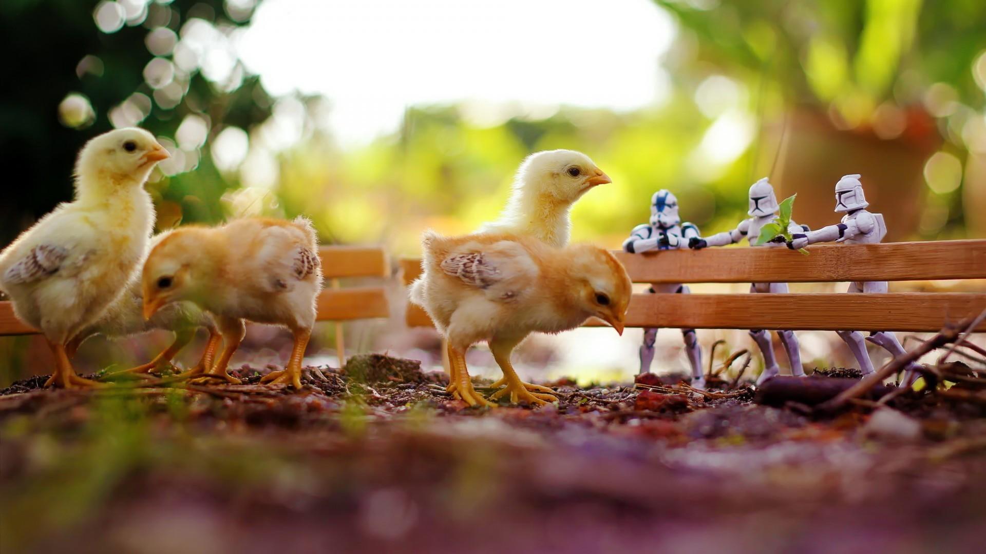 #stormtrooper, #toys, #chickens, #bokeh, #birds, #fence