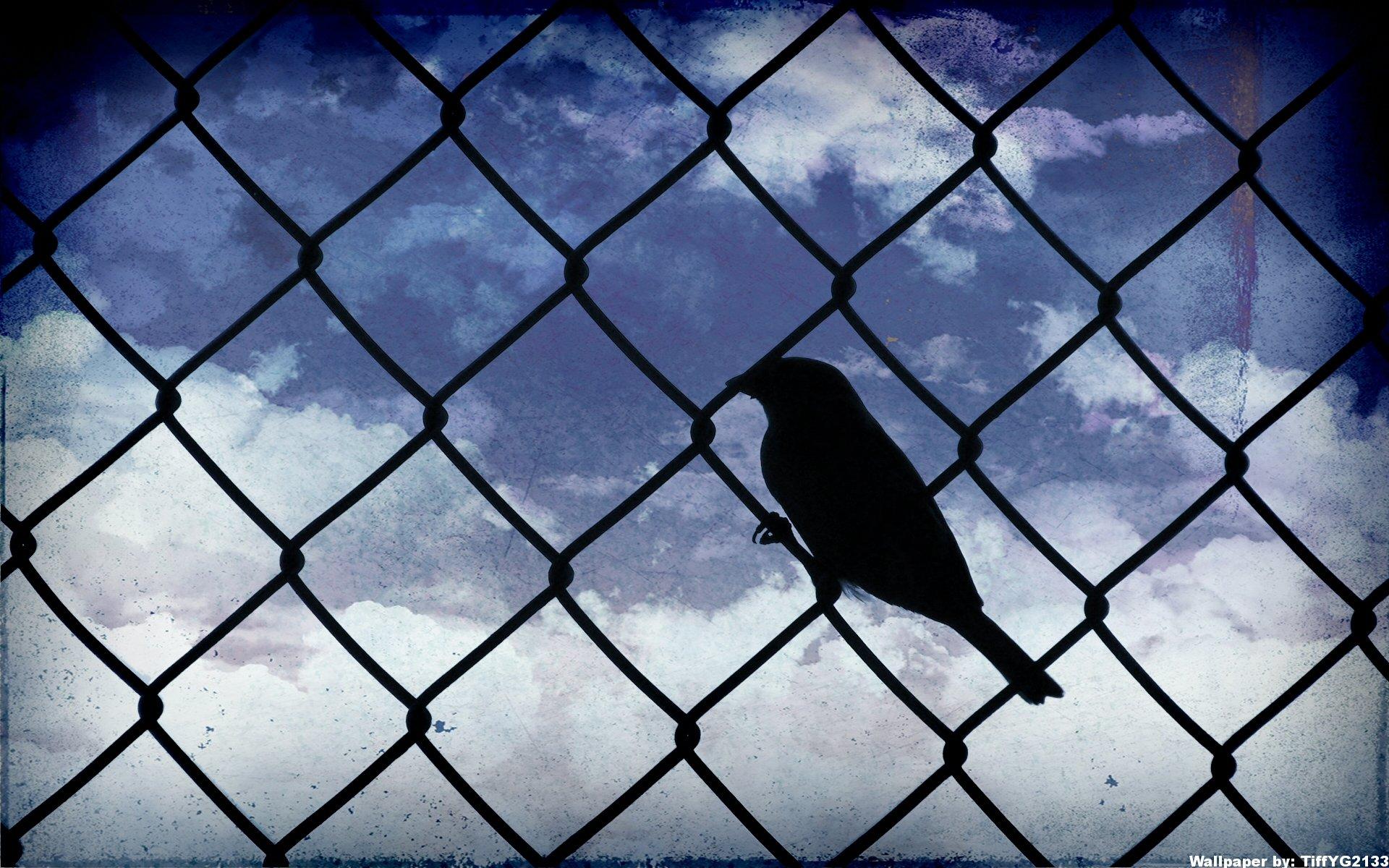 birds, Silhouettes, Skyscapes, Chain, Link, Fence Wallpaper HD