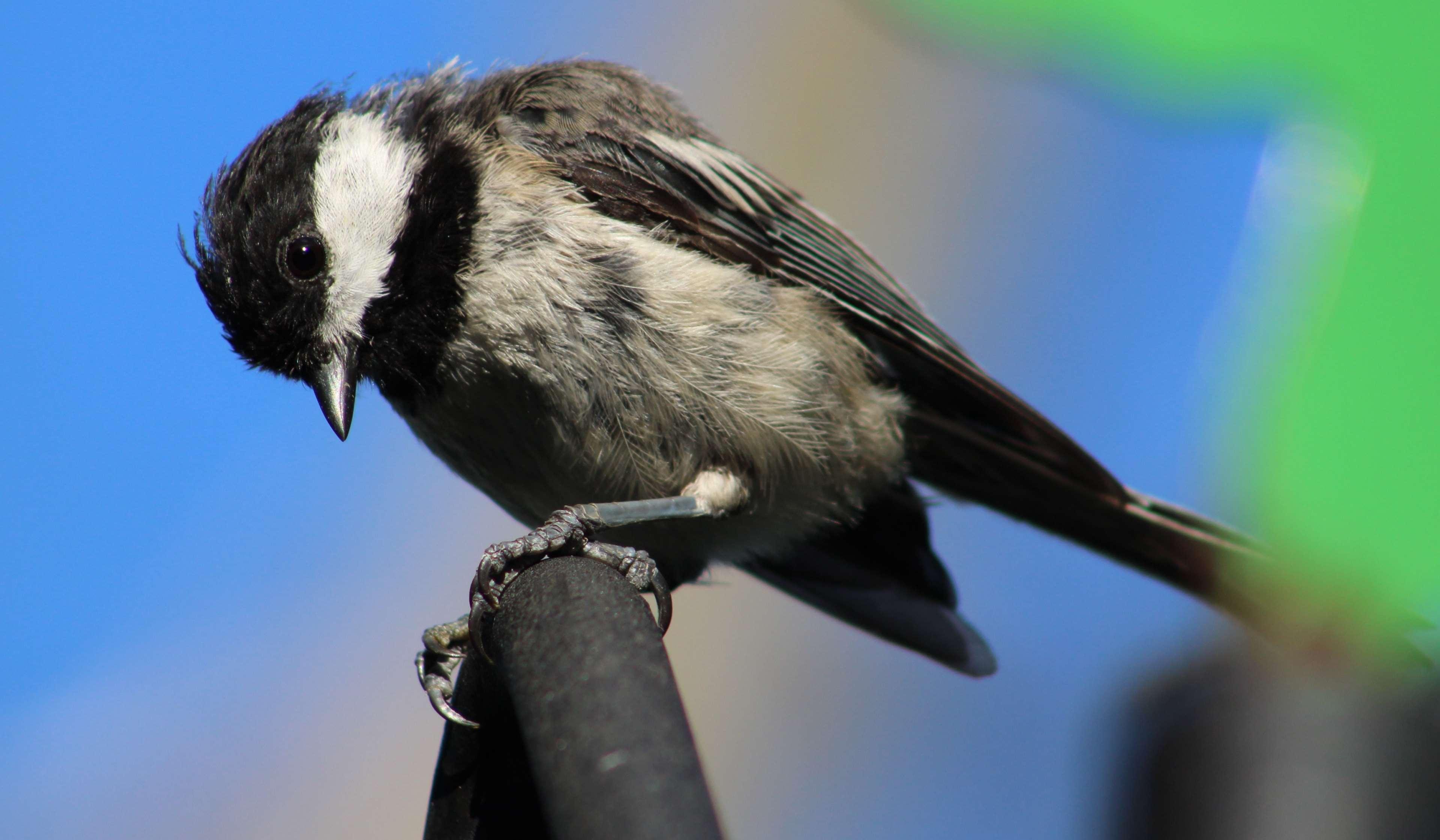 bird, black and white bird, black capped chickadee