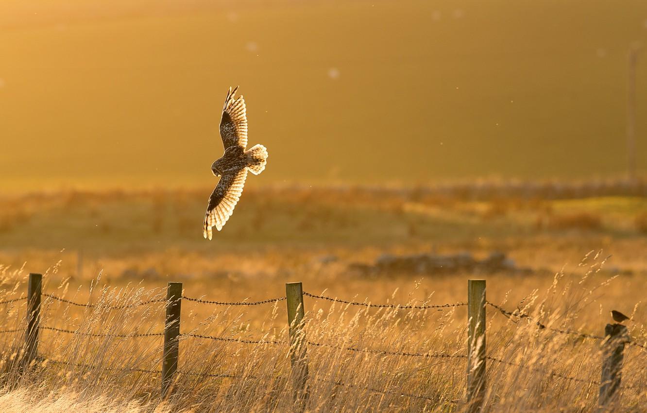 Wallpaper bird, fence, owl, countryside, sunny, hunting image