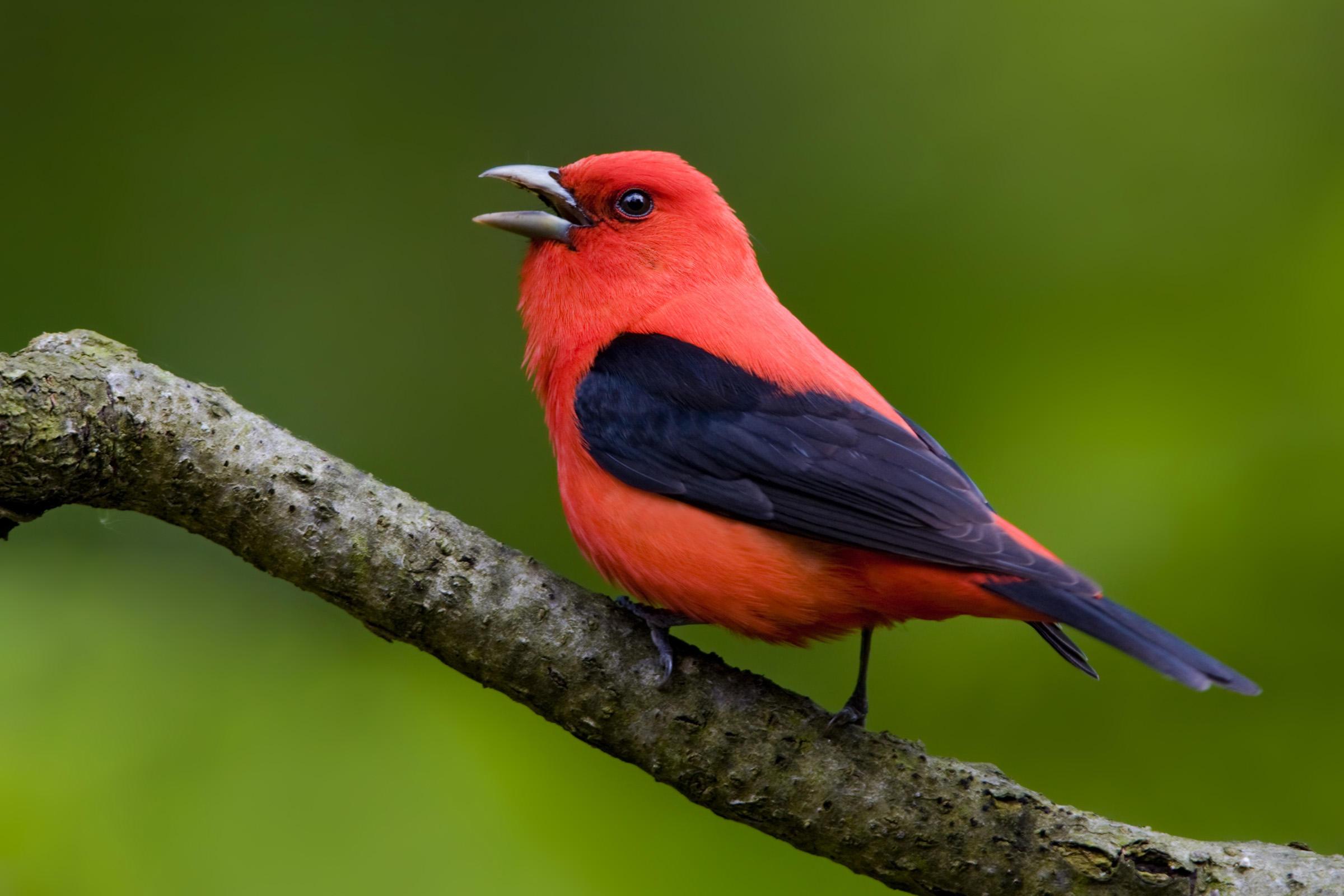 Scarlet Tanager. Audubon Field Guide