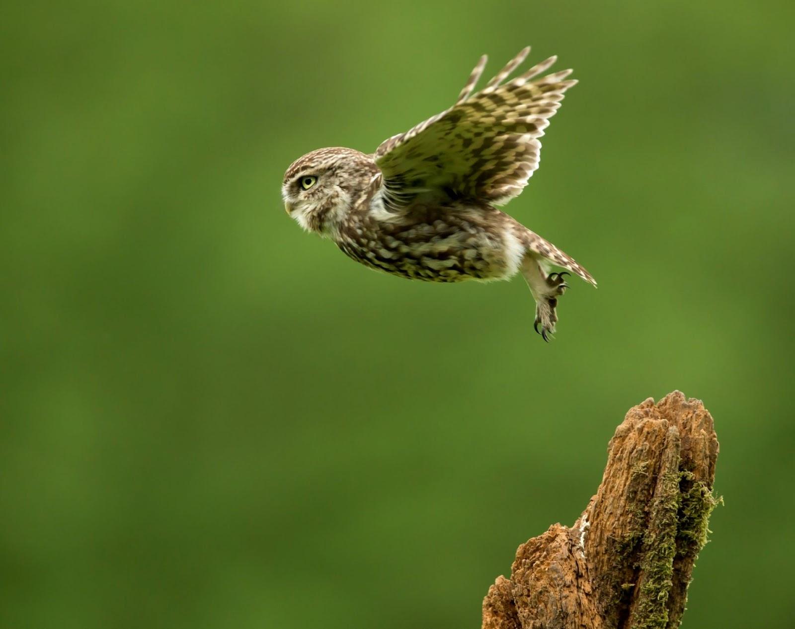 Birds Owls Fence HD Wallpaper. All in One Wallpaper