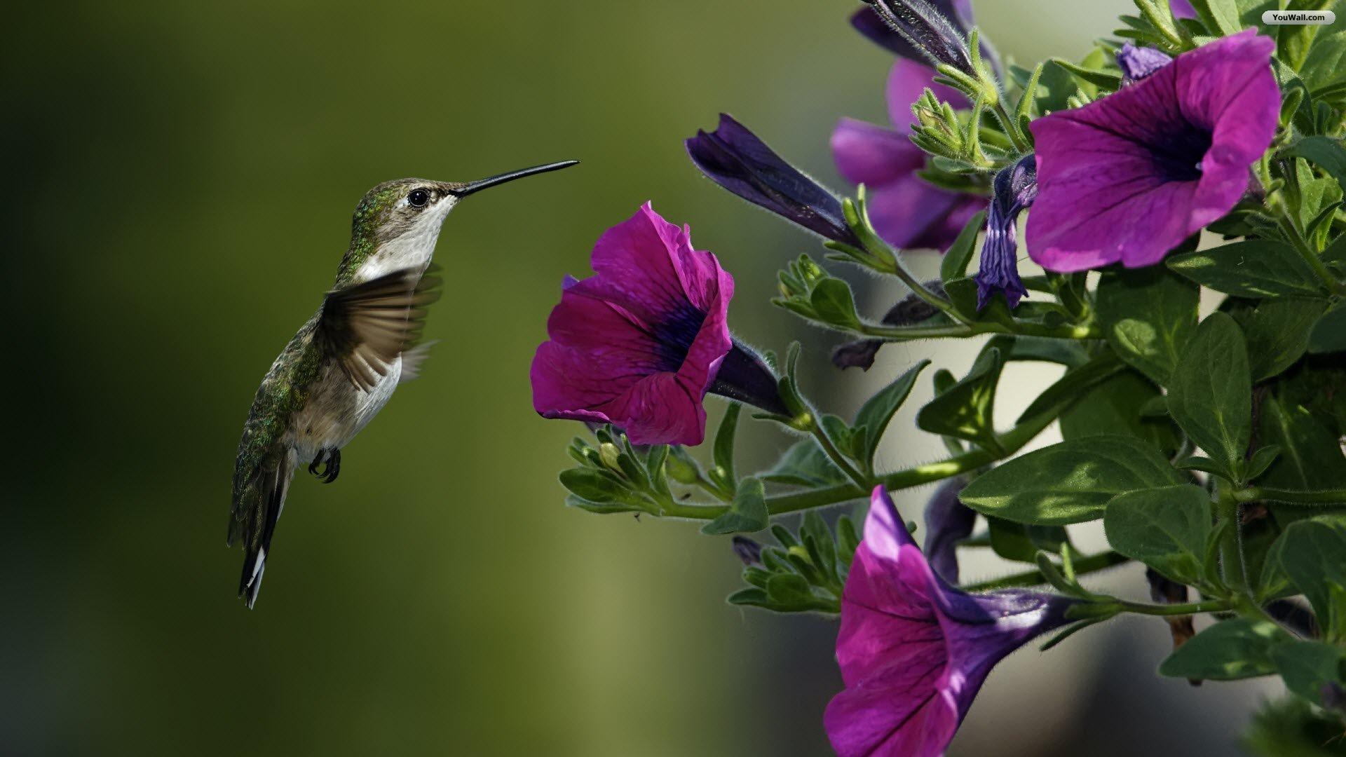 Birds and Blooms Wallpaper Free