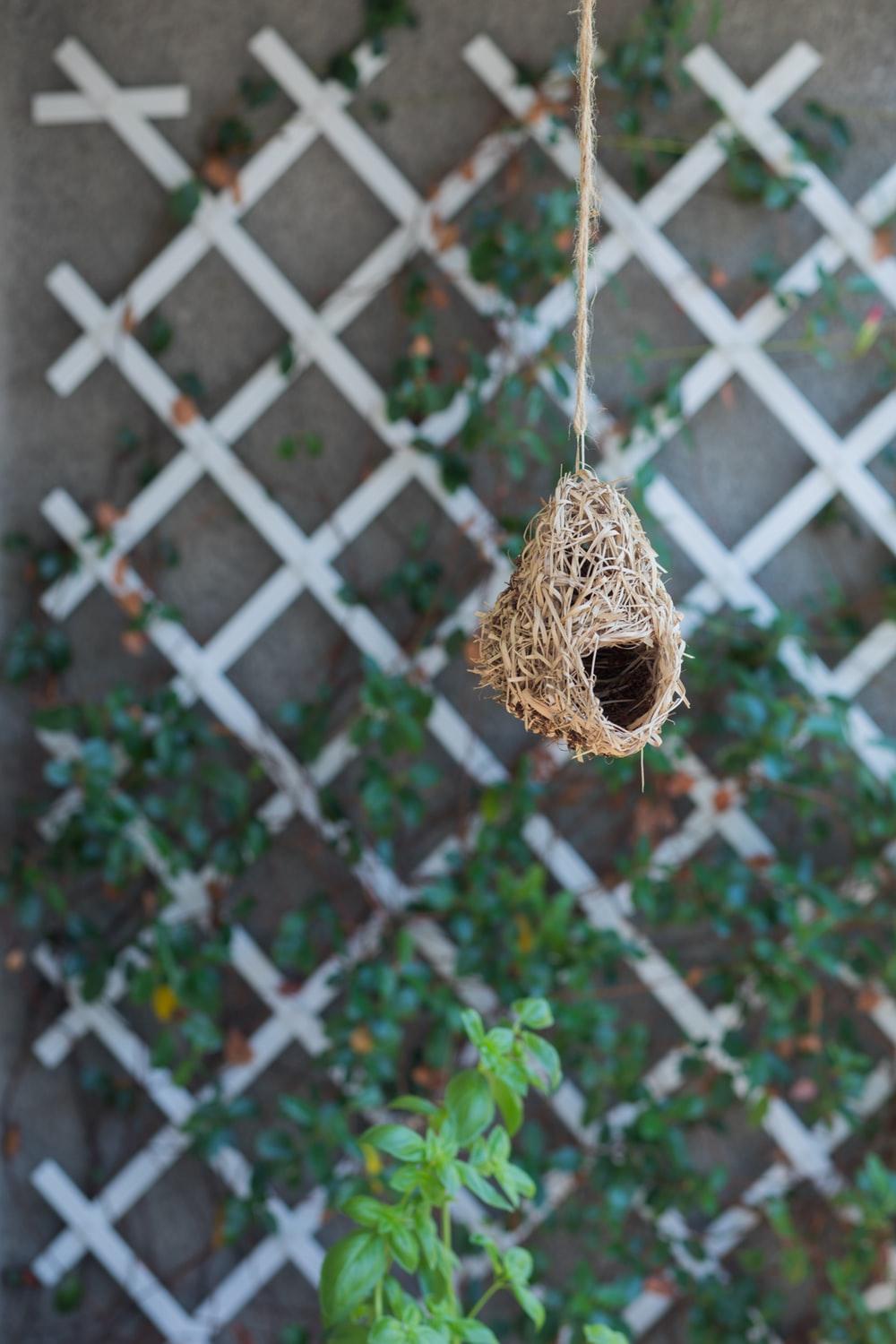 Birds Nest Picture [HD]. Download Free Image