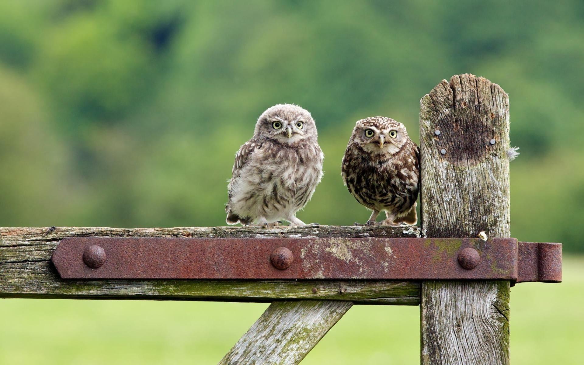 Download wallpaper fence, birds, two owls for desktop
