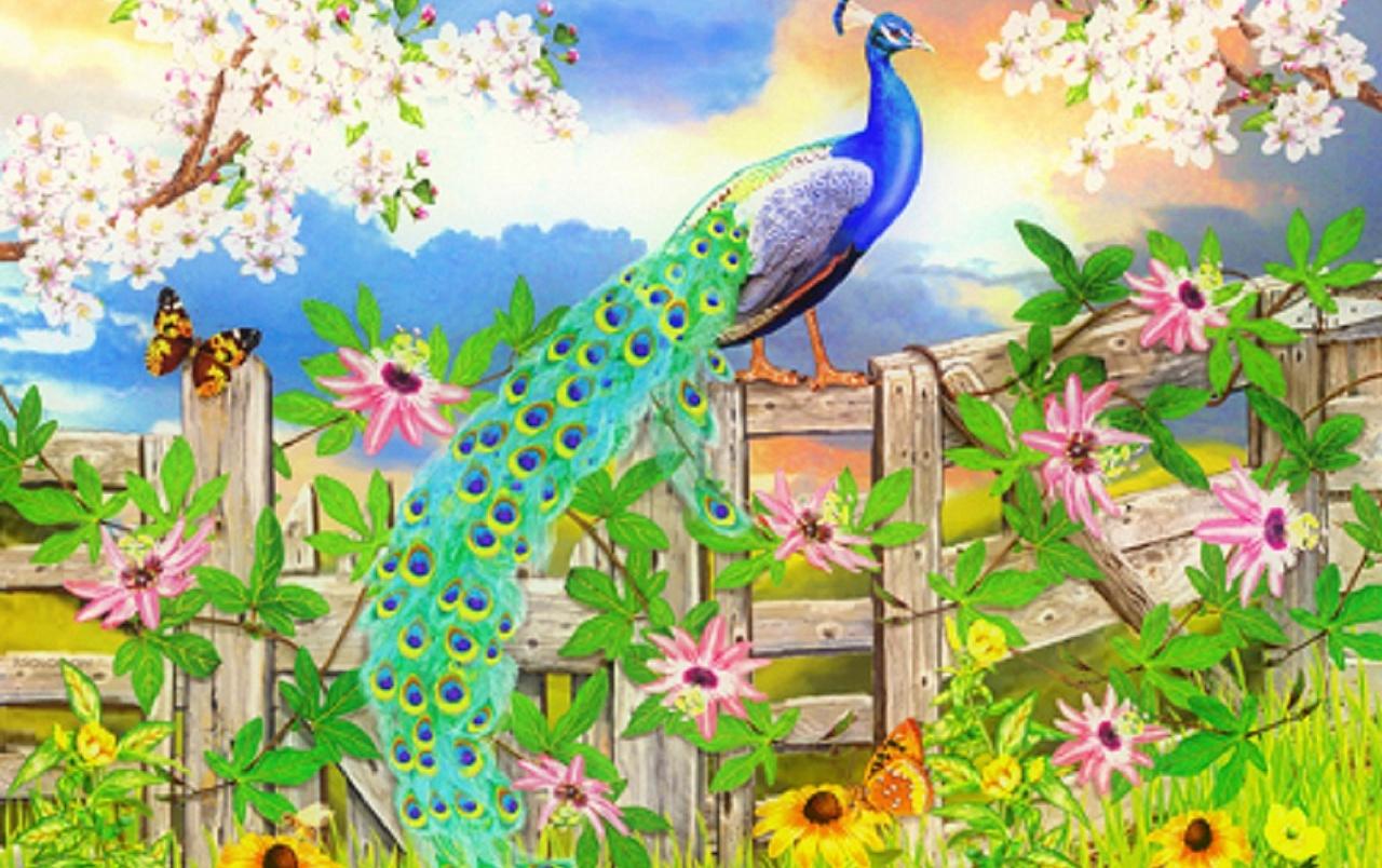 Smart Peacock Fence Sitting wallpaper. Smart Peacock Fence Sitting