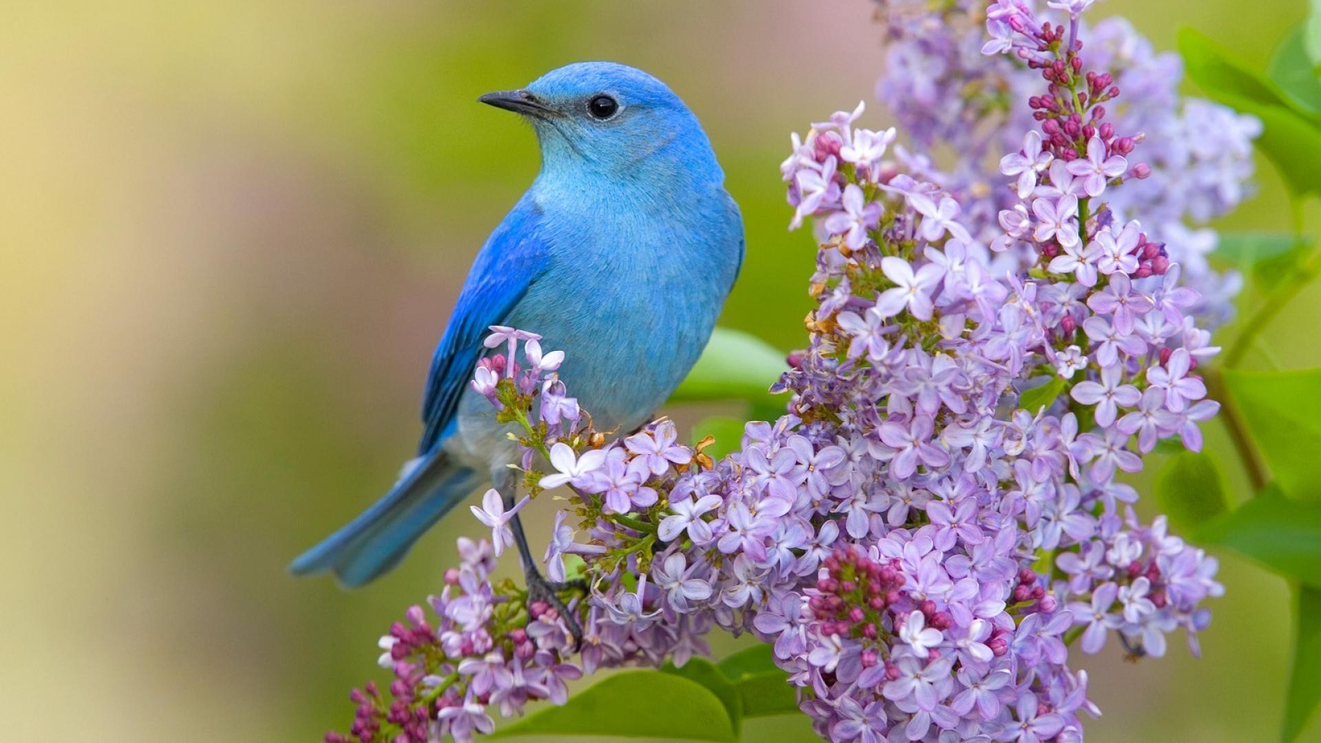 Blue Birds and Flowers Wallpaper