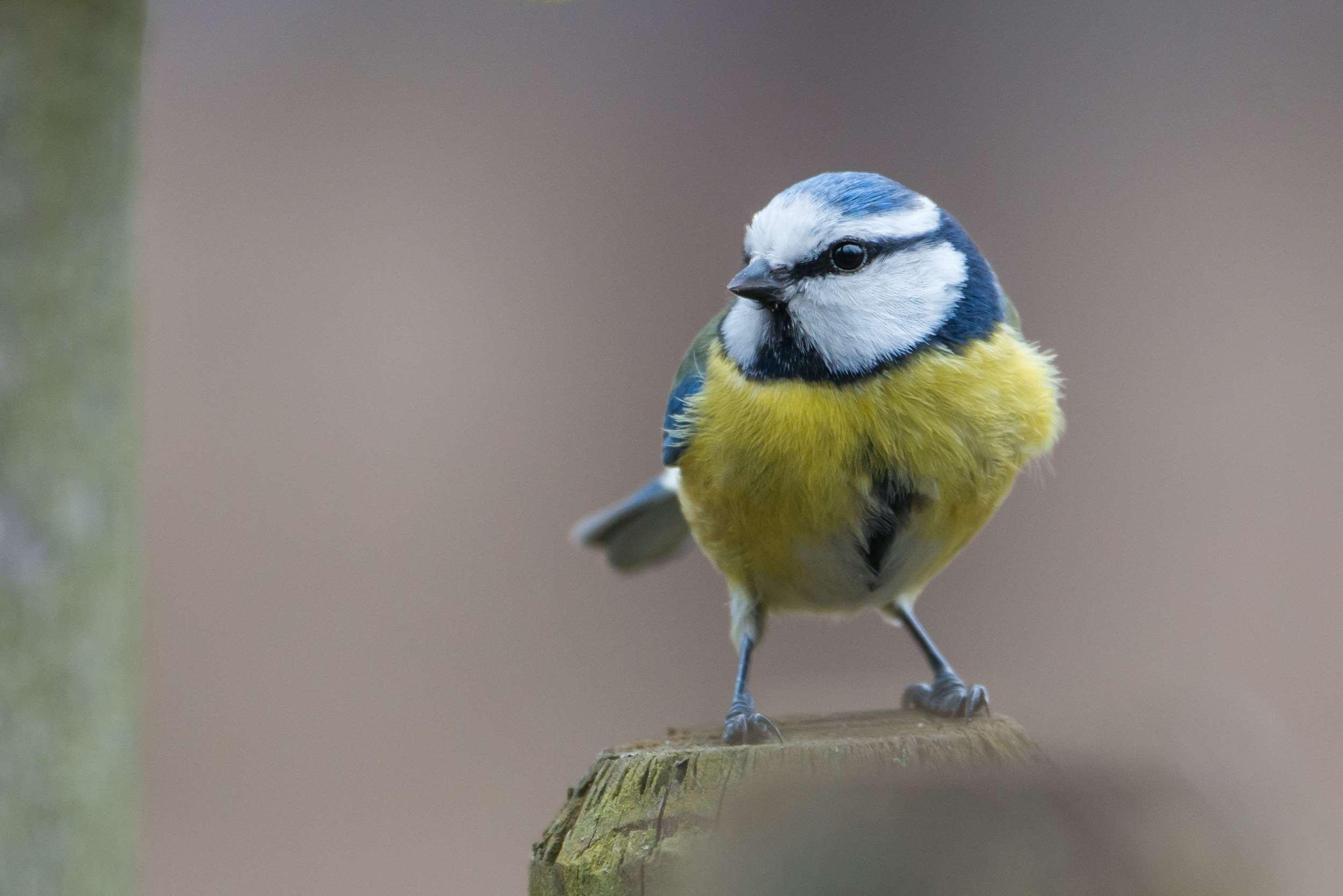 beautiful, bird, blue tit, cyanistes caeruleus, nature