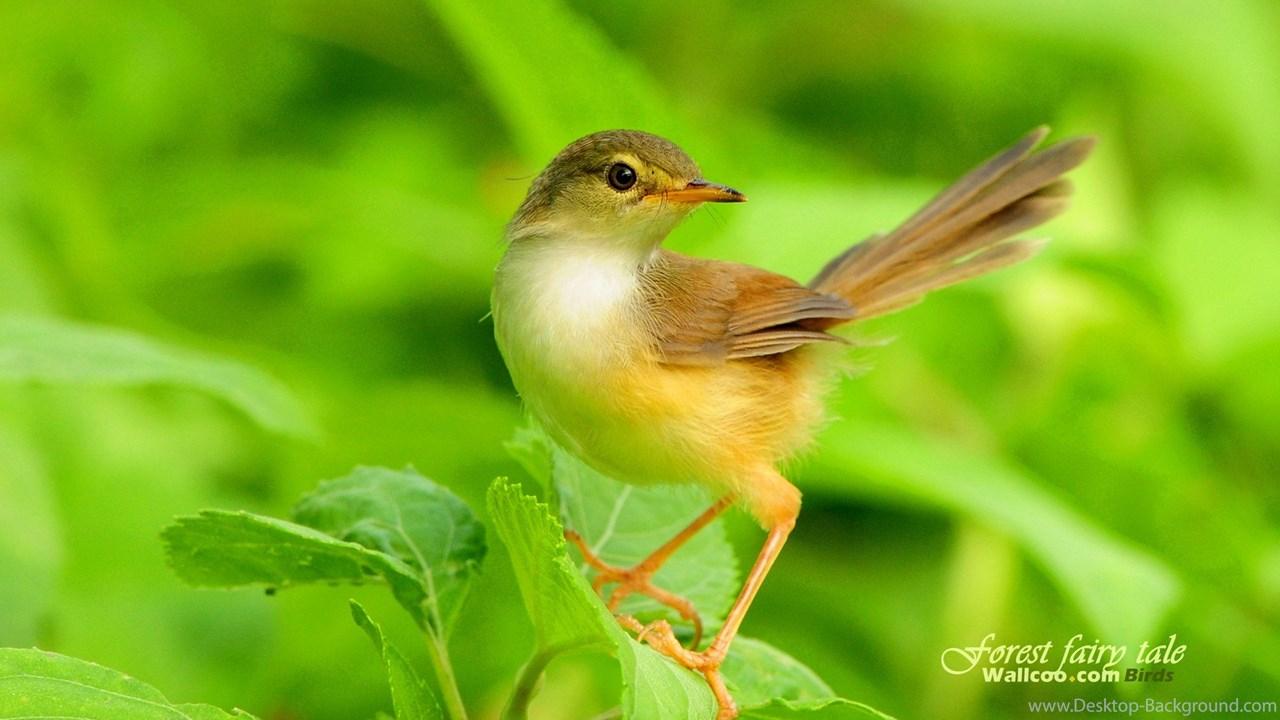 Beautiful Image Of Birds Wallpaper HD Wide Desktop Background