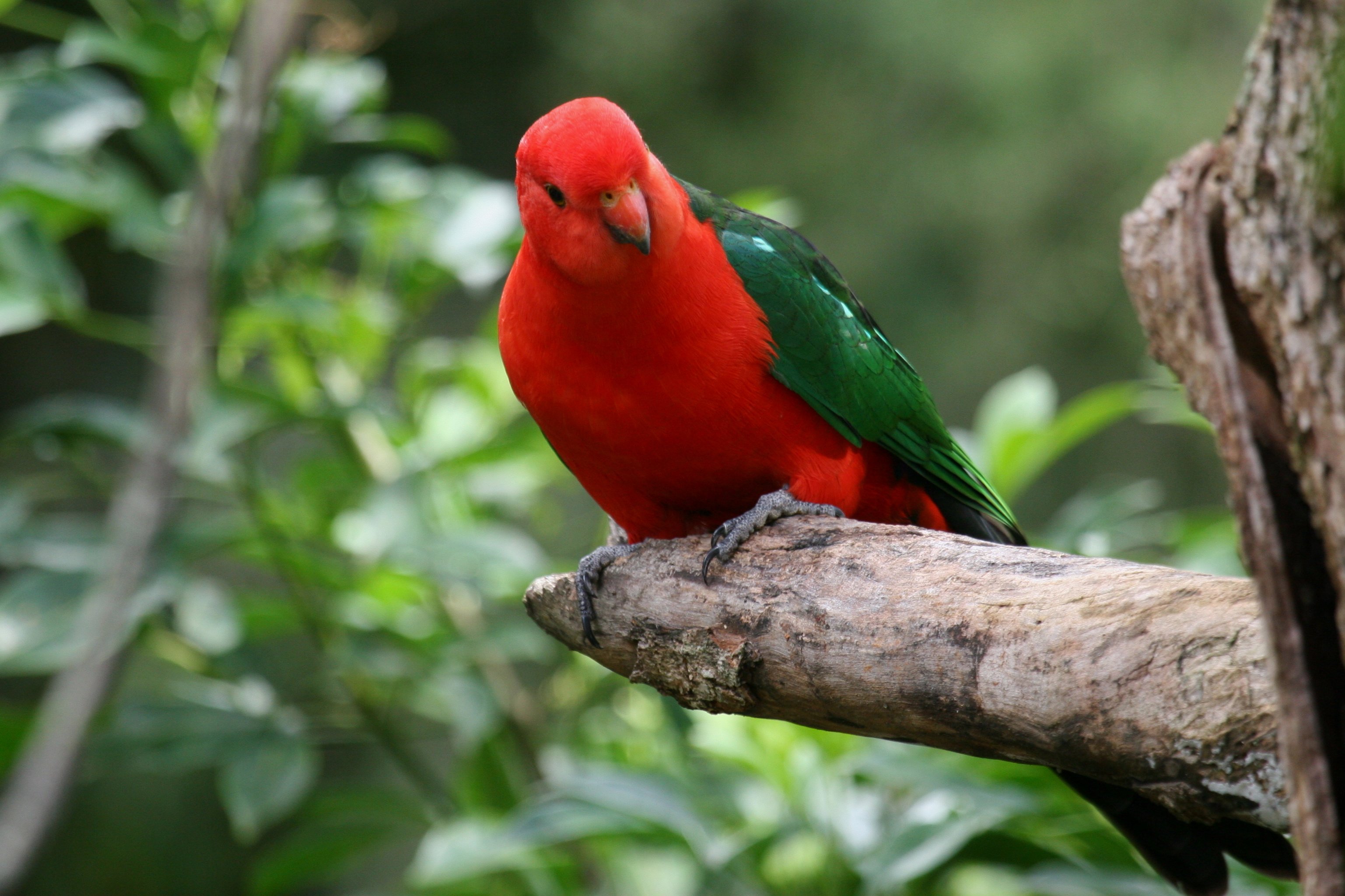 Australian King Parrot. BIRDS In BACKYARDS
