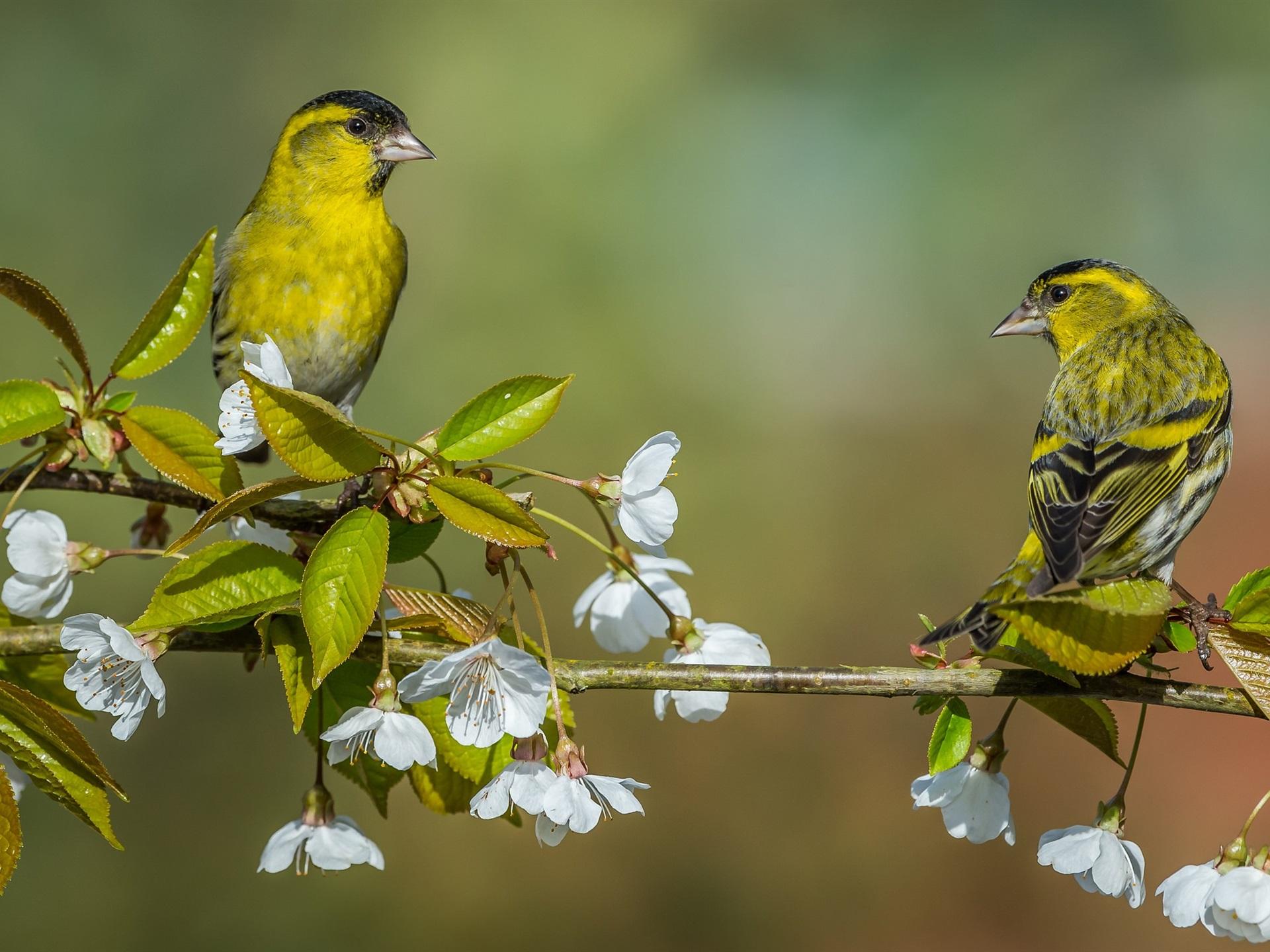 Wallpaper Two birds, white cherry flowers 1920x1440 HD Picture, Image