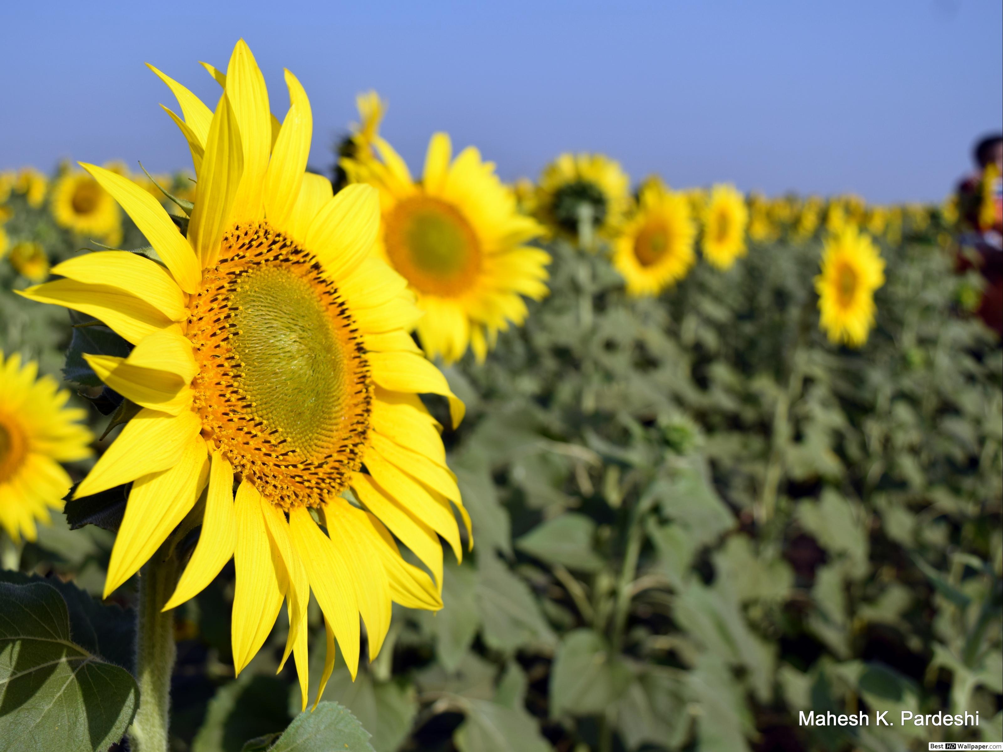 SunFlower- rising with Sun HD wallpaper download