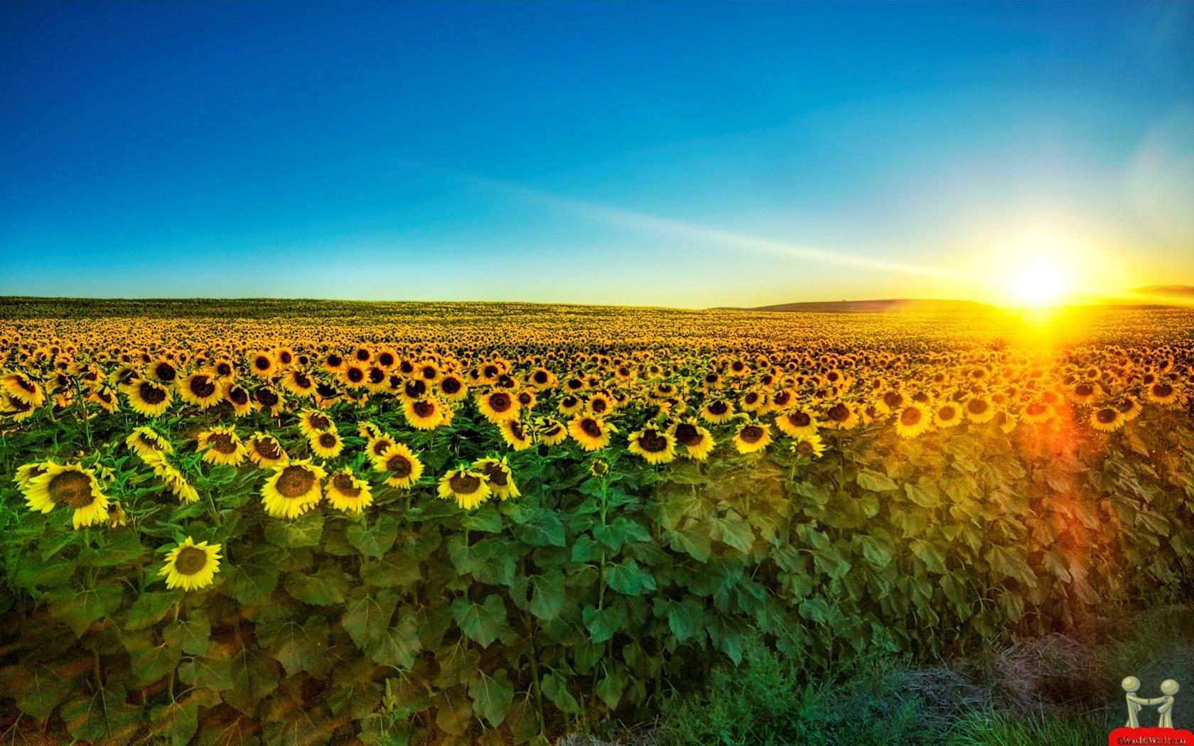Rising Sun And Sunflowers Wallpapers - Wallpaper Cave