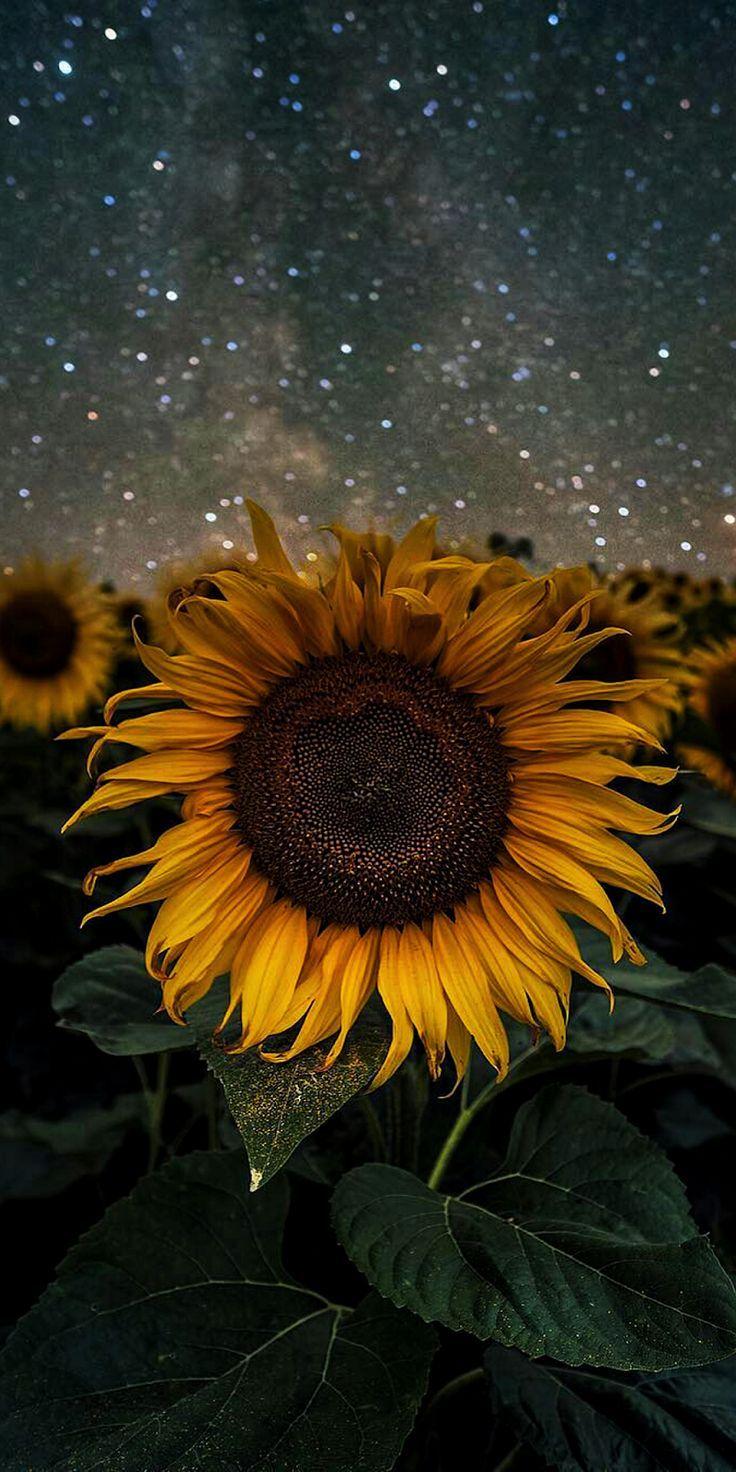 Sunflower #wallpaper #iphone #android #background #followme
