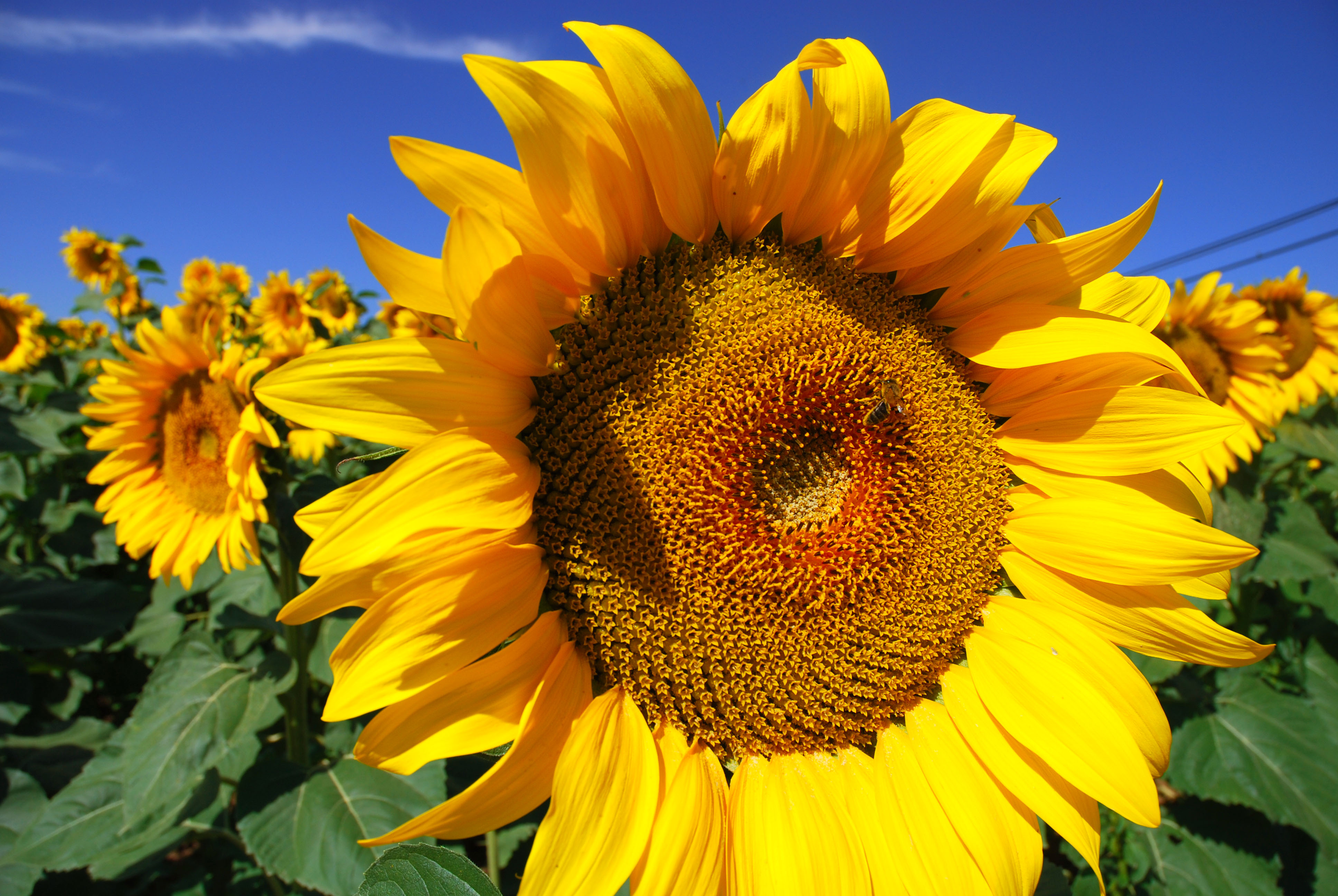 image Of Sunflowers, HD Sunflowers Wallpaper and Photo. View