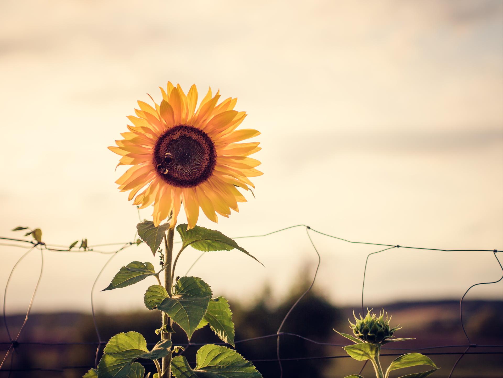 Photo of yellow Sunflower, sun flower HD wallpaper