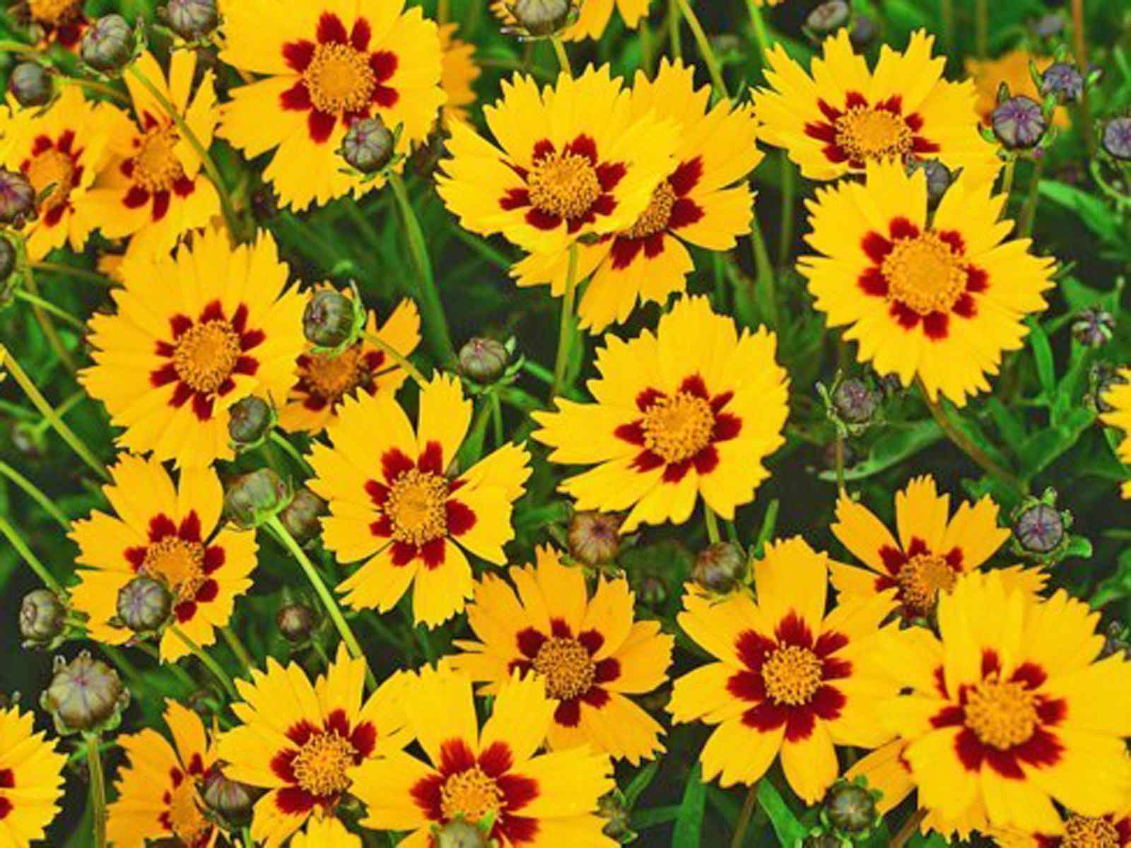 Choosing a Coreopsis for Your Garden