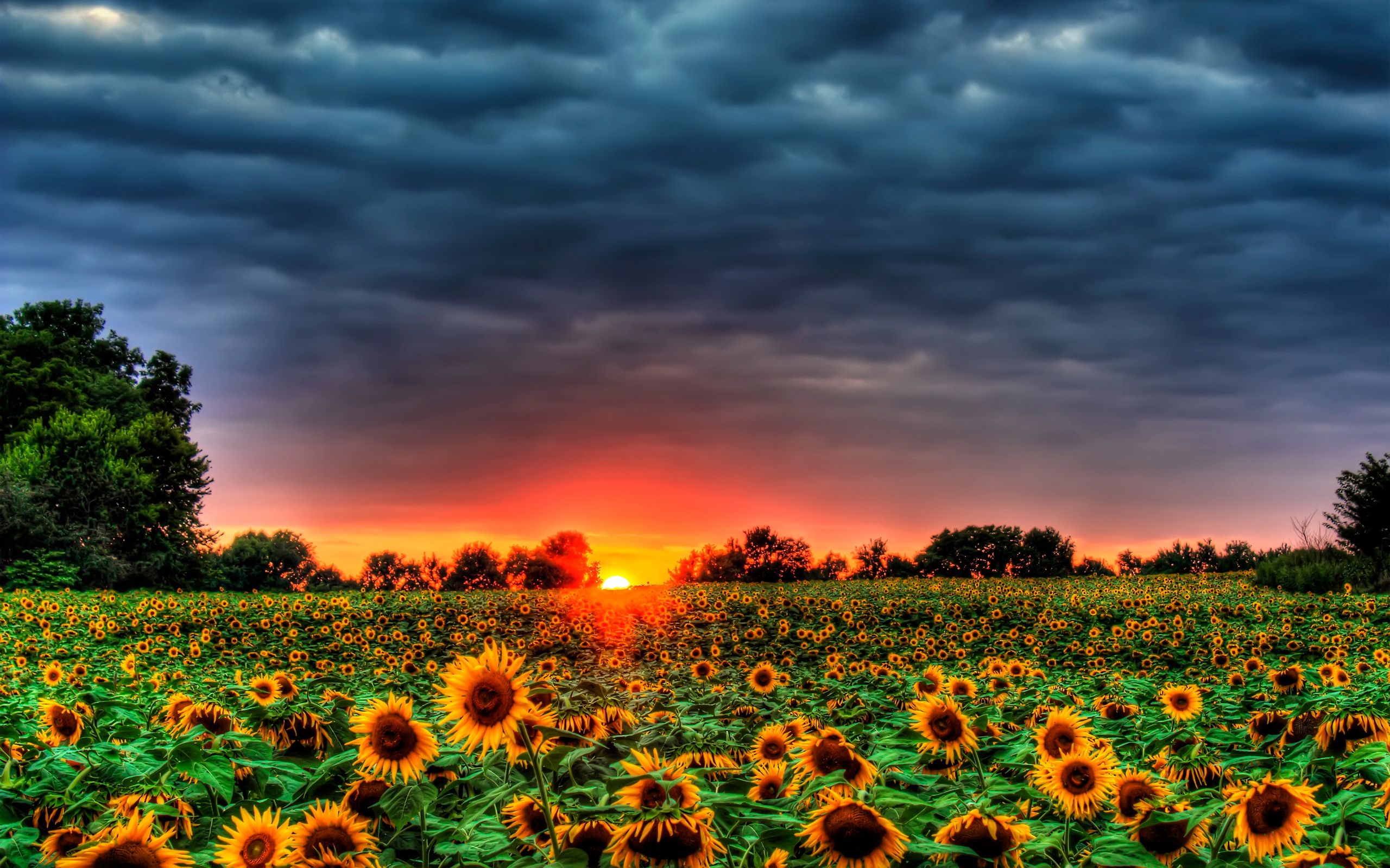 Beautiful Sunflowers Field Wallpaper [2560 × 1600]