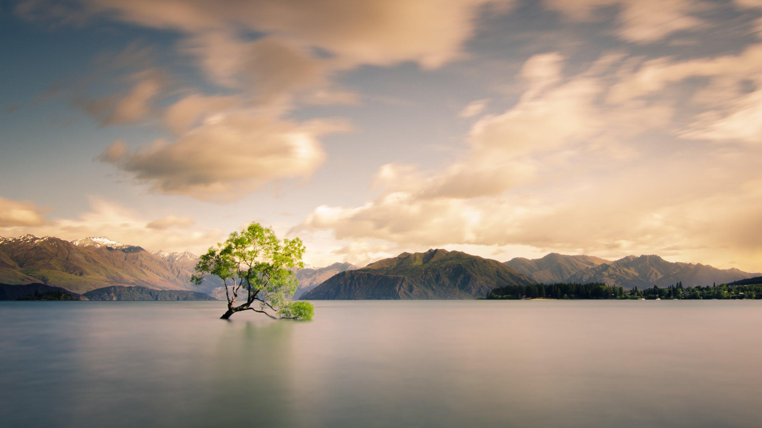 Lone Tree of Lake Wanaka New Zealand HD wallpaper