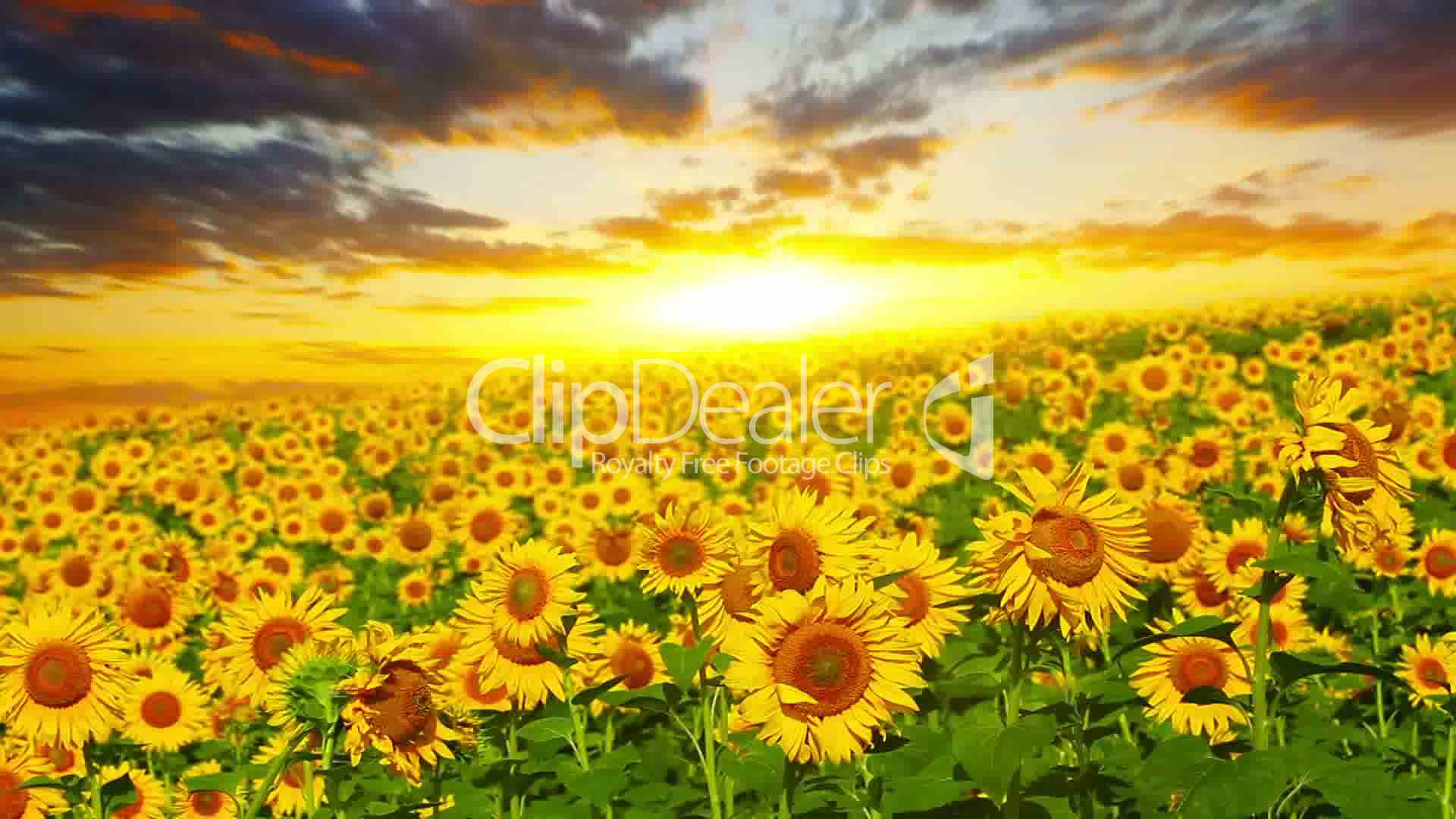 Flowering Sunflowers: Royalty Free Video And Stock Footage