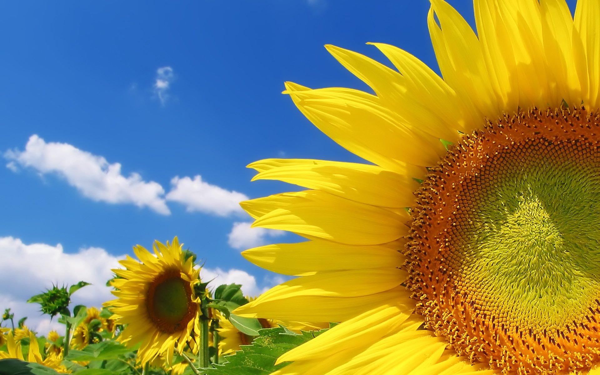Sunflower HD Wallpaper and Background Image