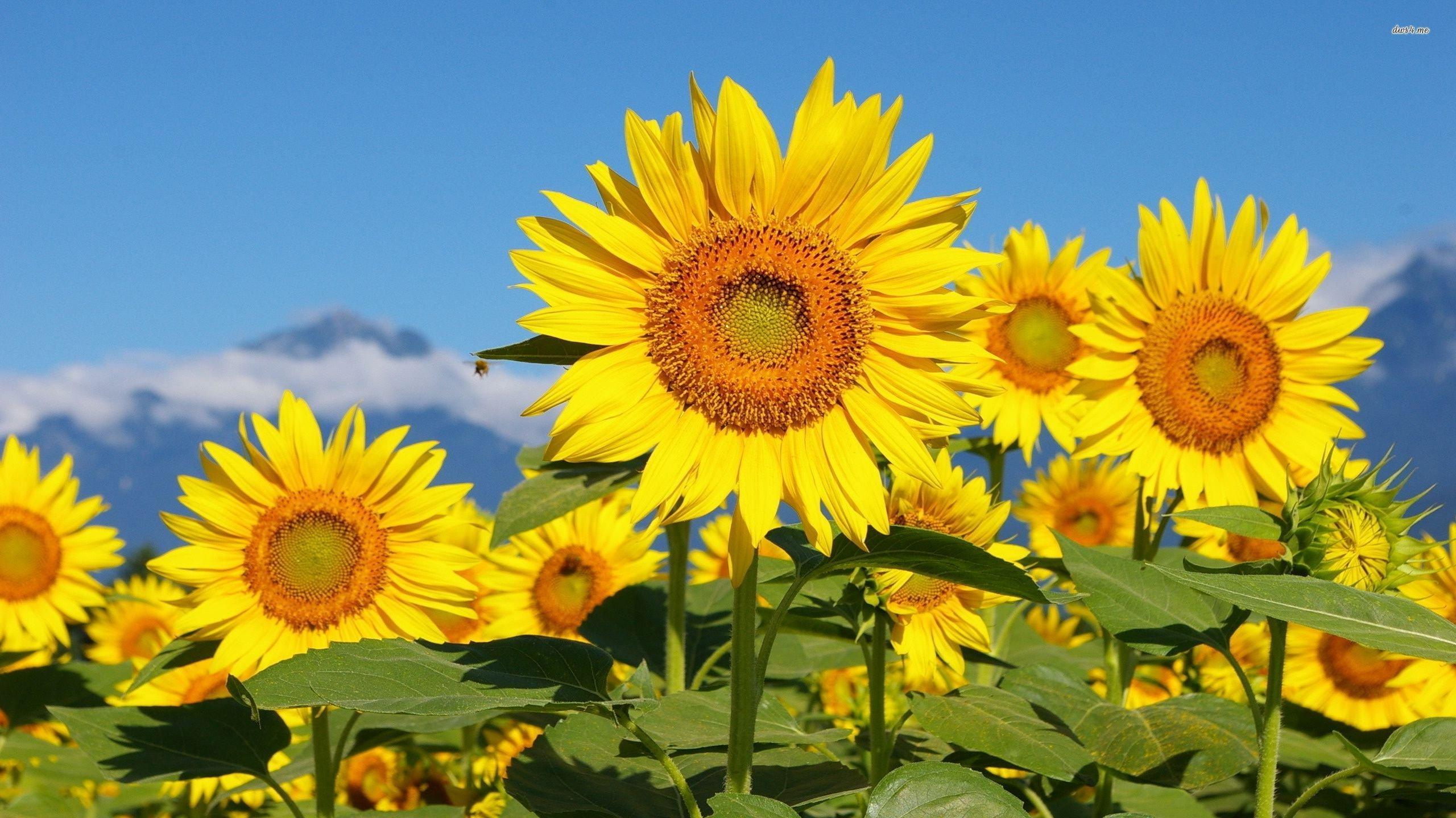 High Quality Sunflower, HD Wallpaper & background Download