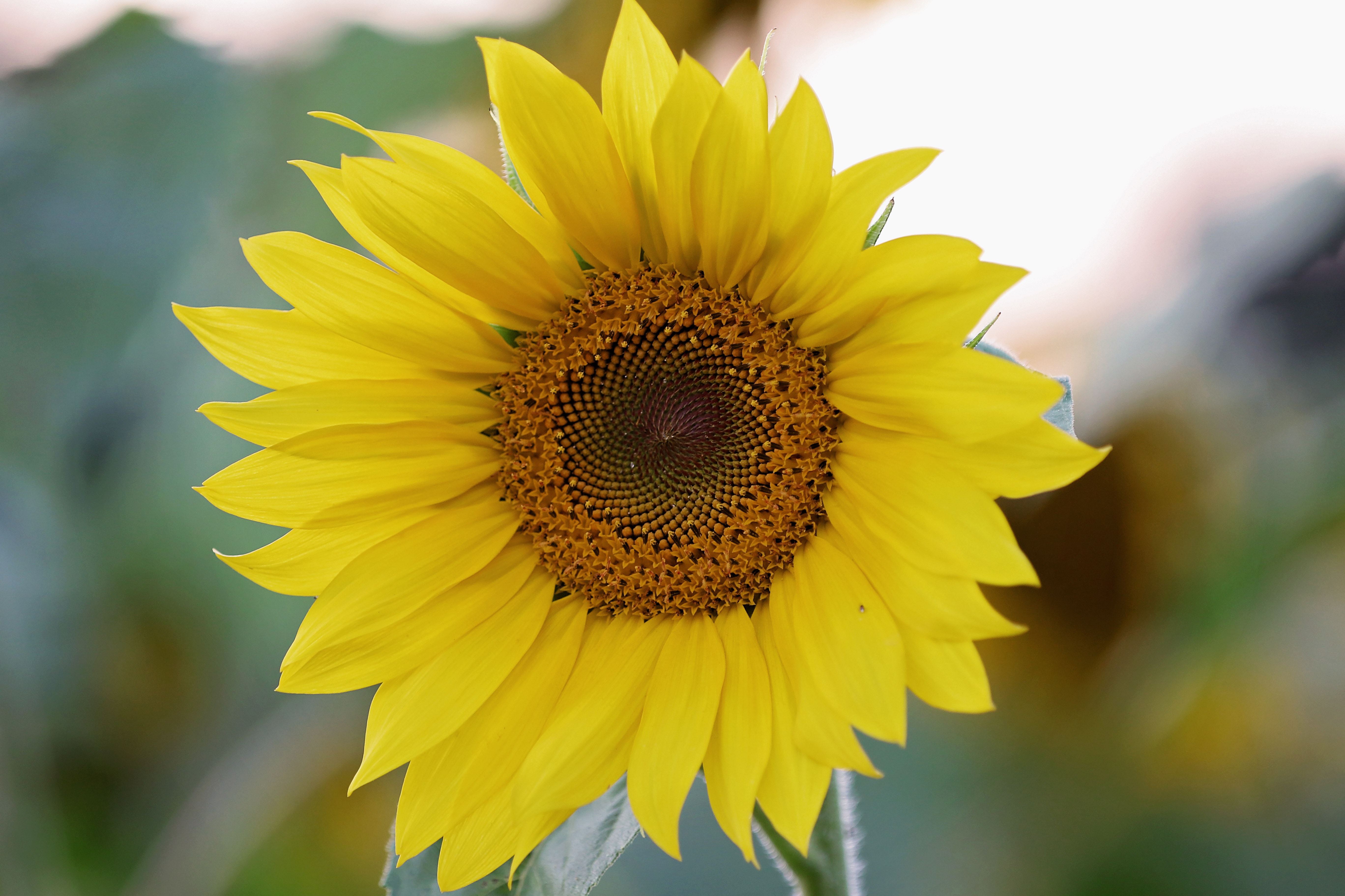 Selective Focus Photography of Yellow Sunflower · Free