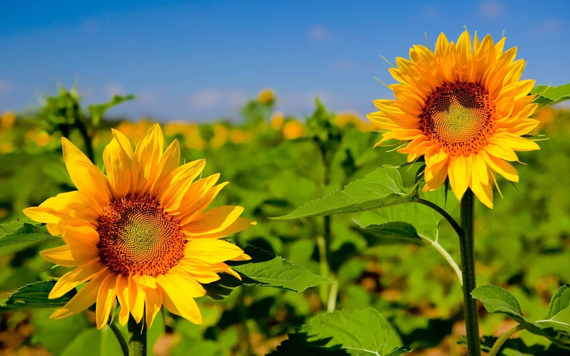 Sunflower Desktop Wallpaper Free Sunflower Desktop