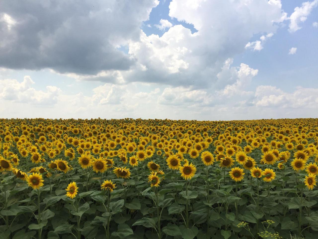 Picture of a sunflower field I took in Ukraine during a biking trip