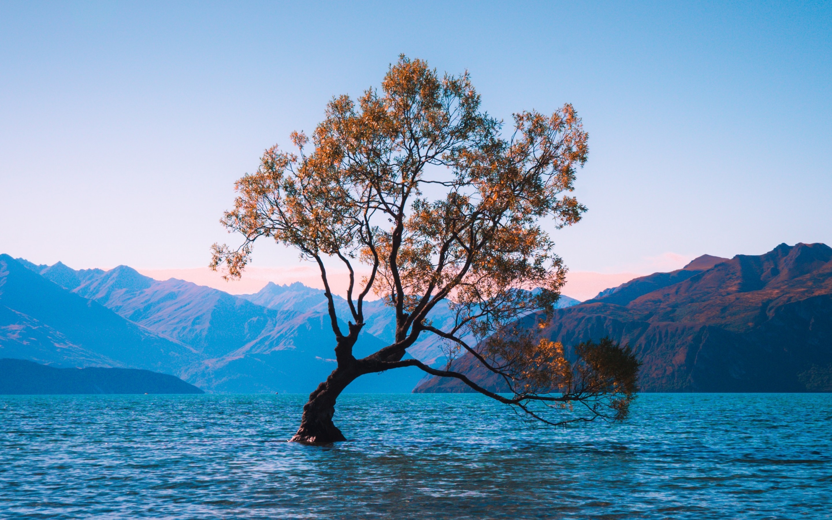 Download 2880x1800 New Zealand, Lake Wanaka, Lonely Tree Wallpaper