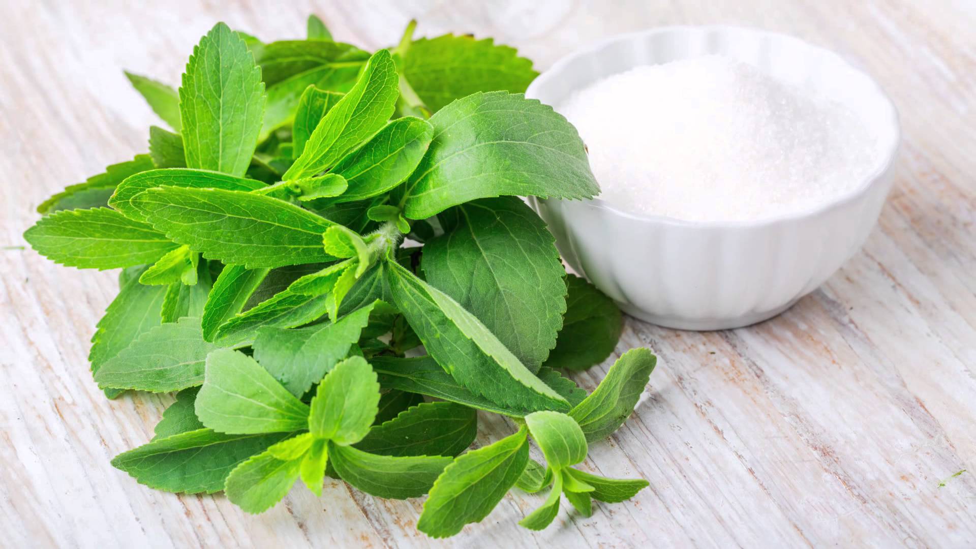 How to Grow Stevia Your Complete Guide  AZ Animals