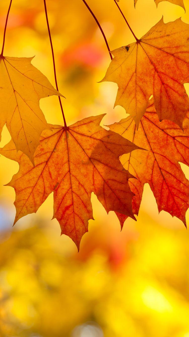 Fall Leaves iPhone Background. Autumn leaves wallpaper, Fall wallpaper, Nature wallpaper phone