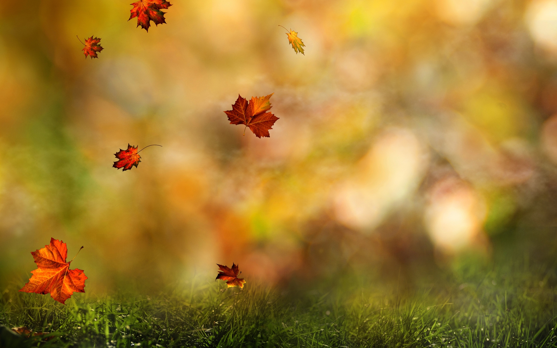 Sun 11 Oct CEST 2015 Falling Leaves Desktop Wallpaper