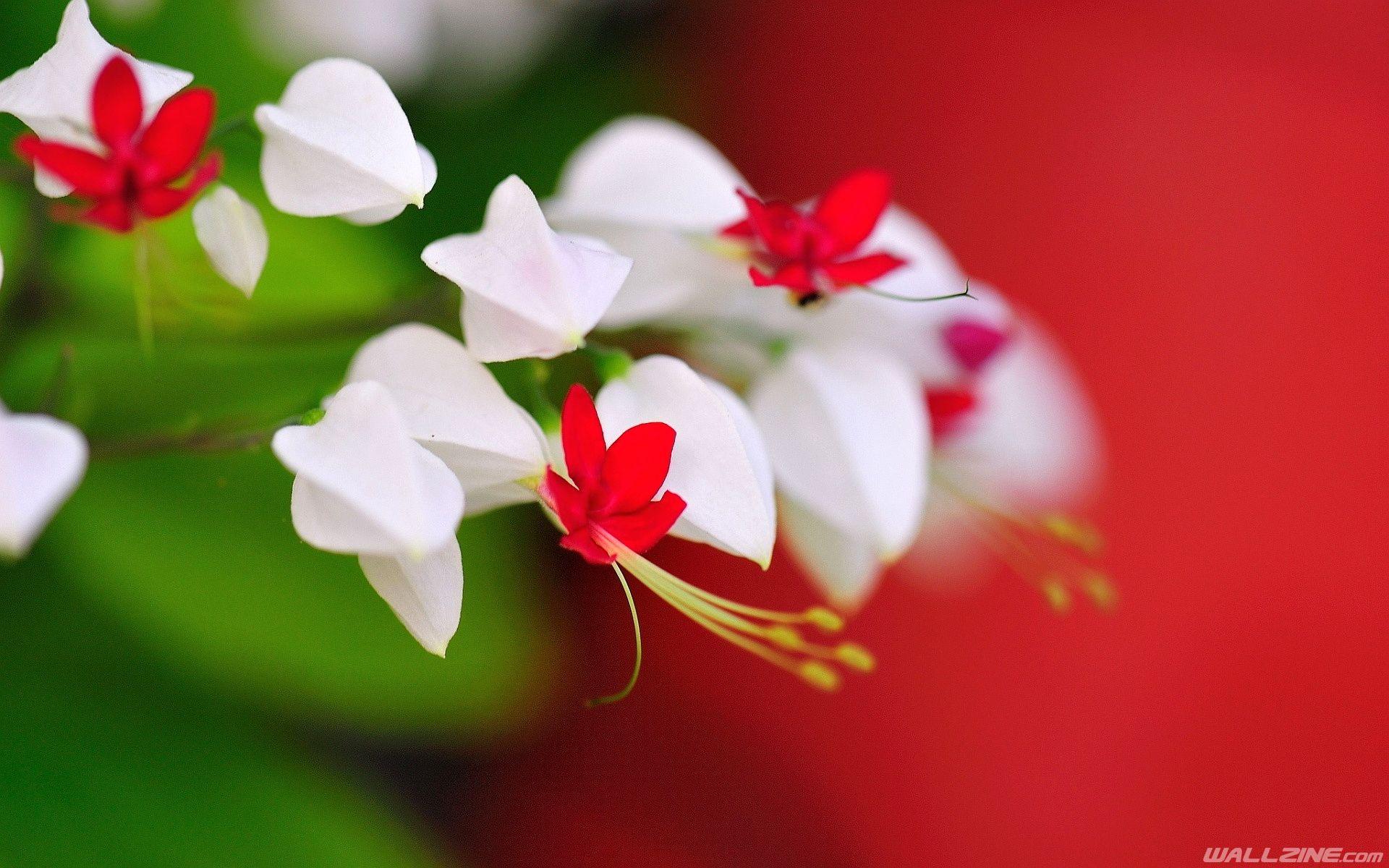 Little White Flowers Wallpaper. HD Desktop Wallpaper. White