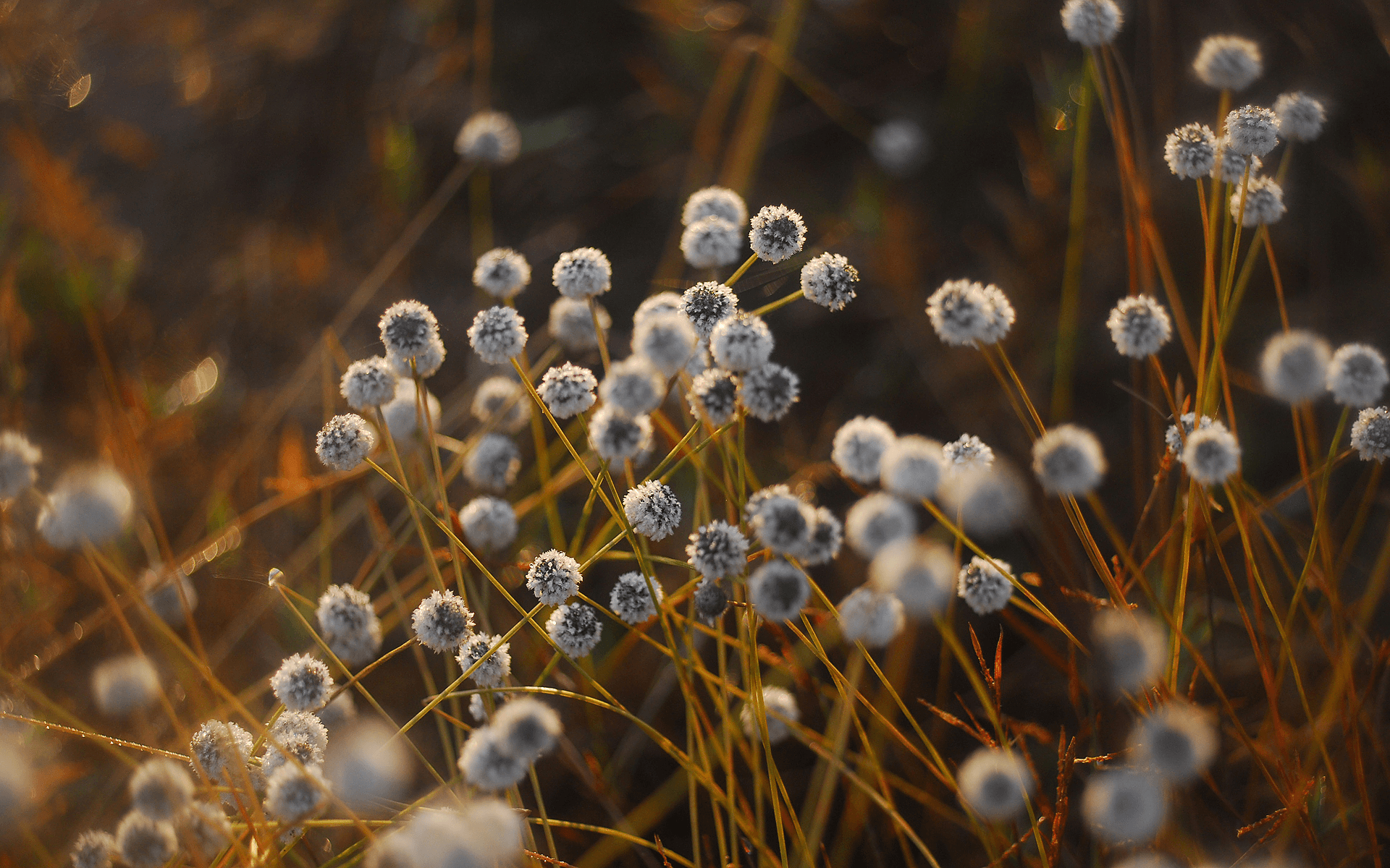 Tiny White Flowers
