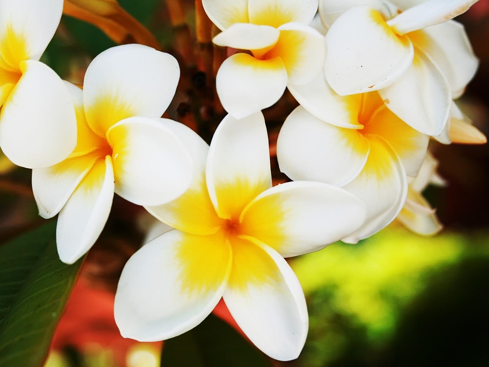 Frangipani Wallpaper Flowers Nature Wallpaper in jpg format