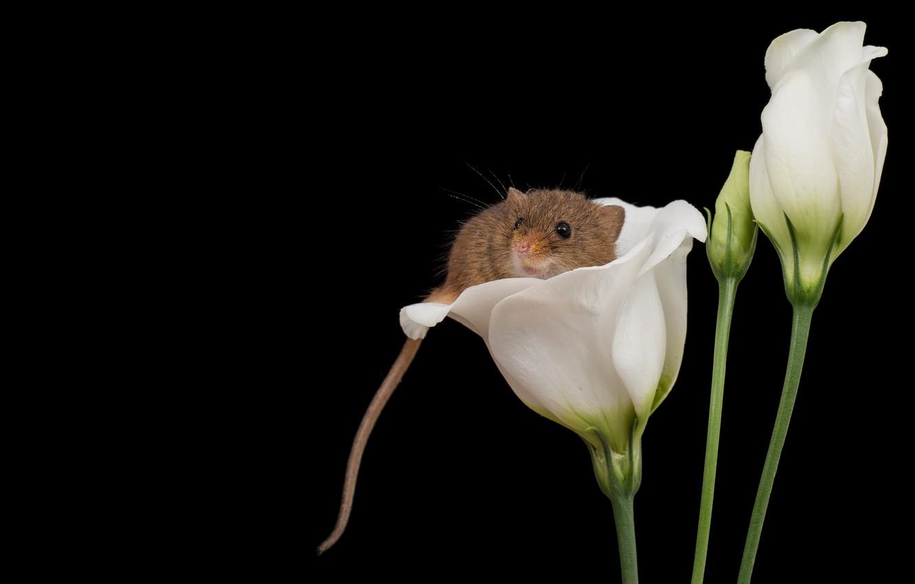 Wallpaper look, macro, flowers, mouse, mouse, muzzle, grey, white