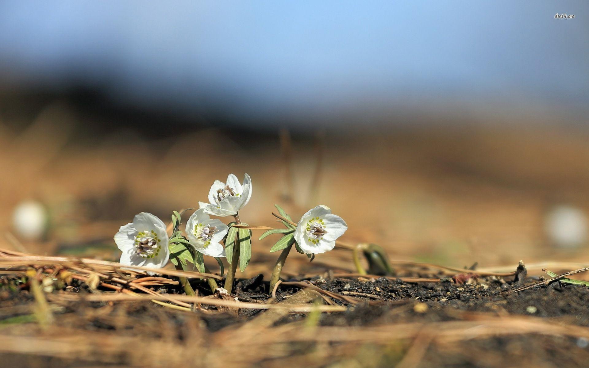 White tiny flowers wallpaper wallpaper